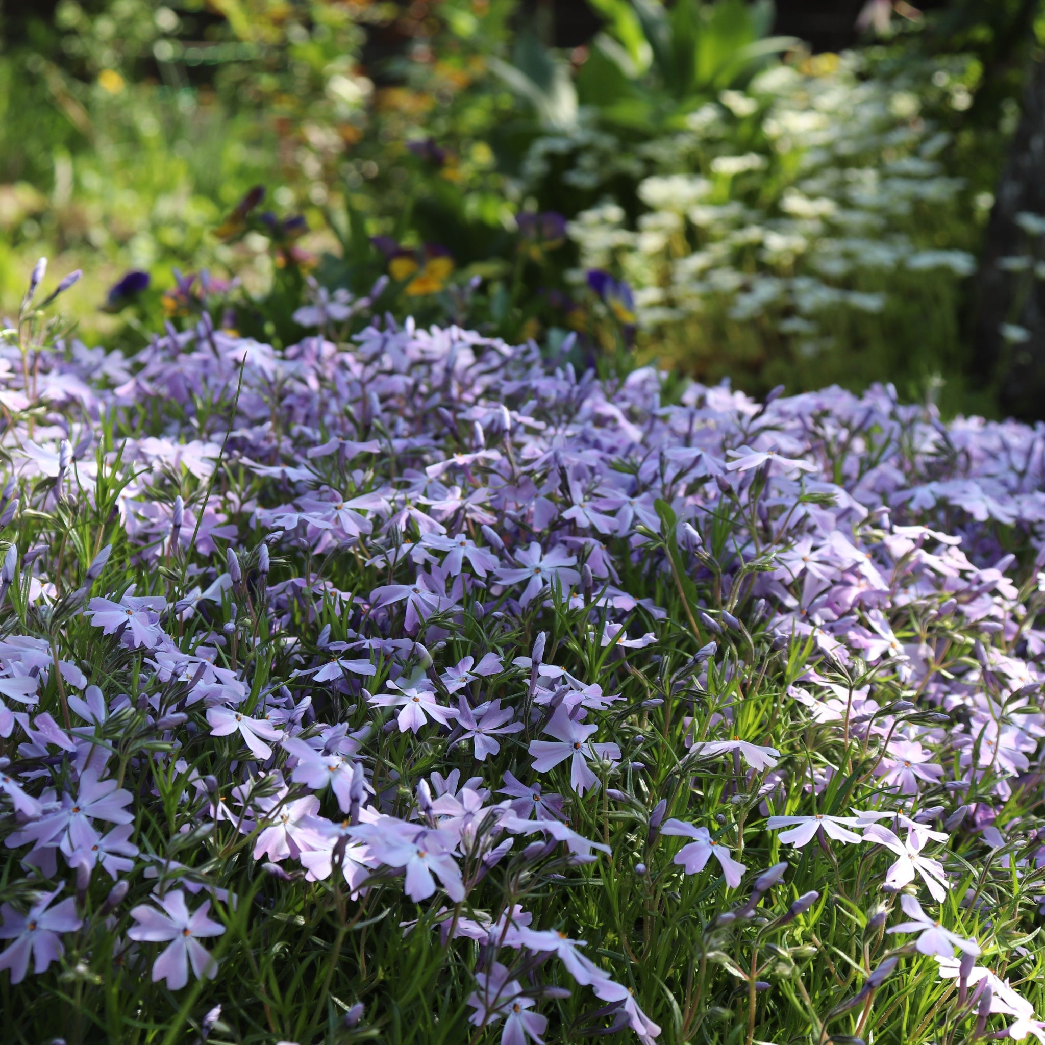 Phlox subulata 'Emerald Cushion Blue' 9cm Pot