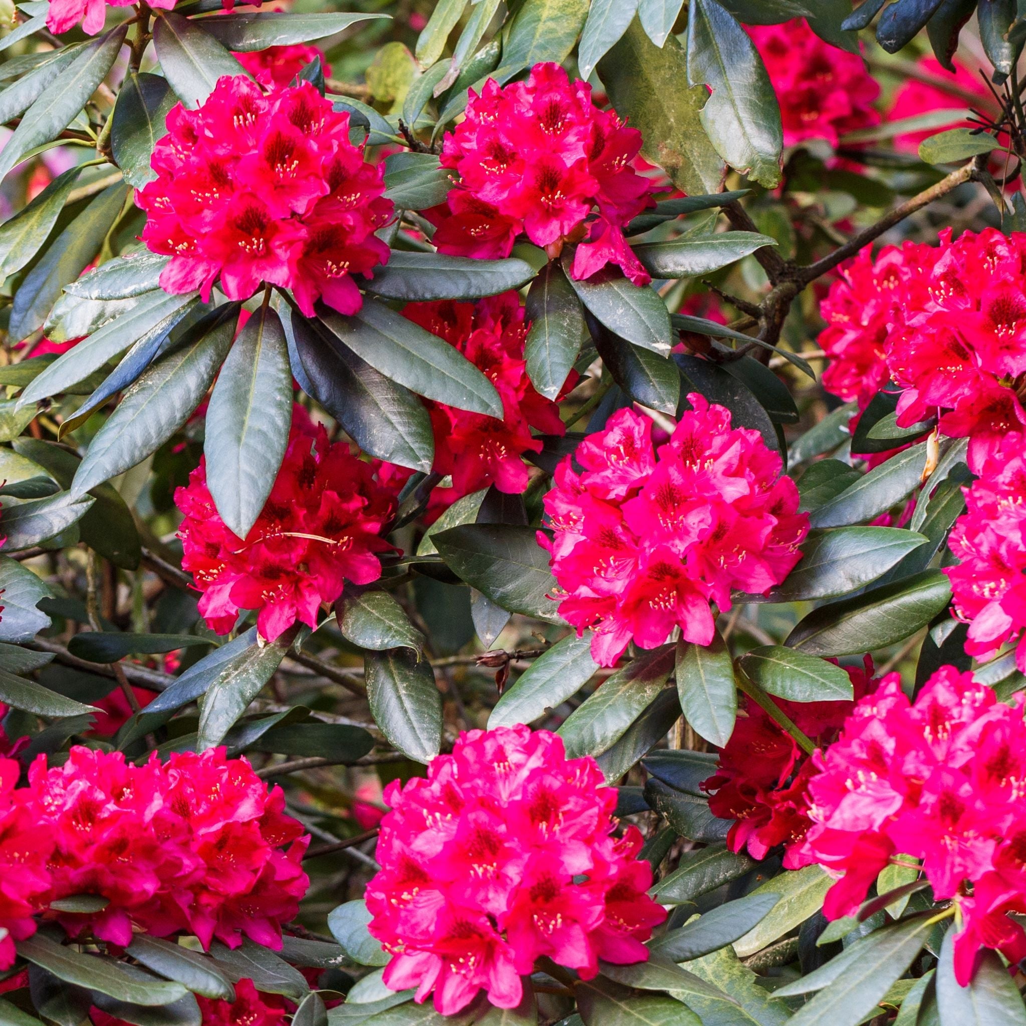Rhododendron 'Nova Zembla' 2L / 5L