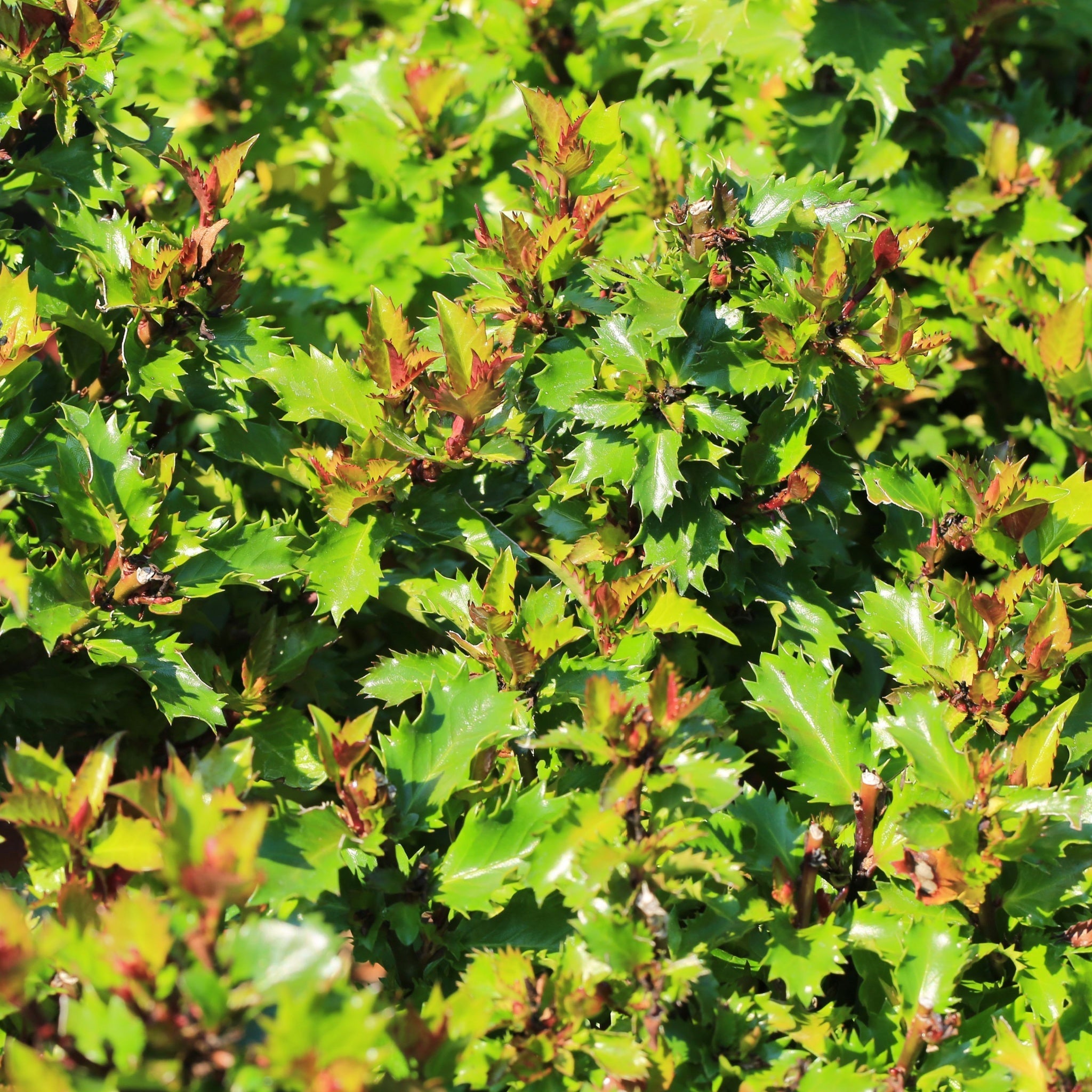 Ilex meserveae 'Little Rascal' Holly 2L