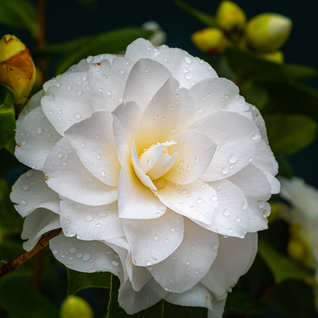 Camellia japonica 'Golden Anniversary' 9cm, 20-30cm height