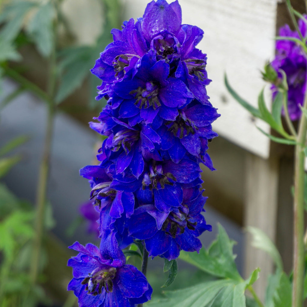 Delphinium 'Dark Blue Black Bee' 9cm/1.5L