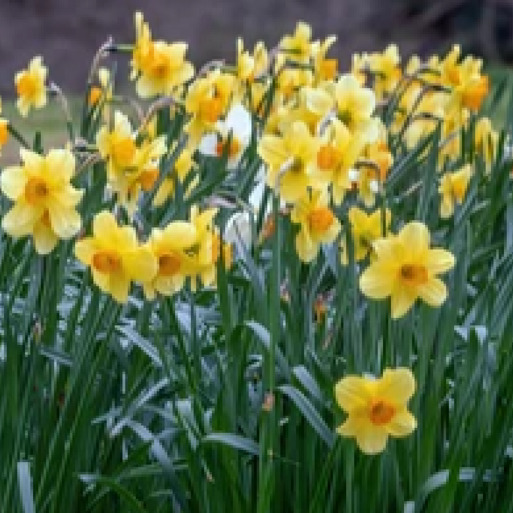 Daffodil 'Fortune' (6 Bulbs)