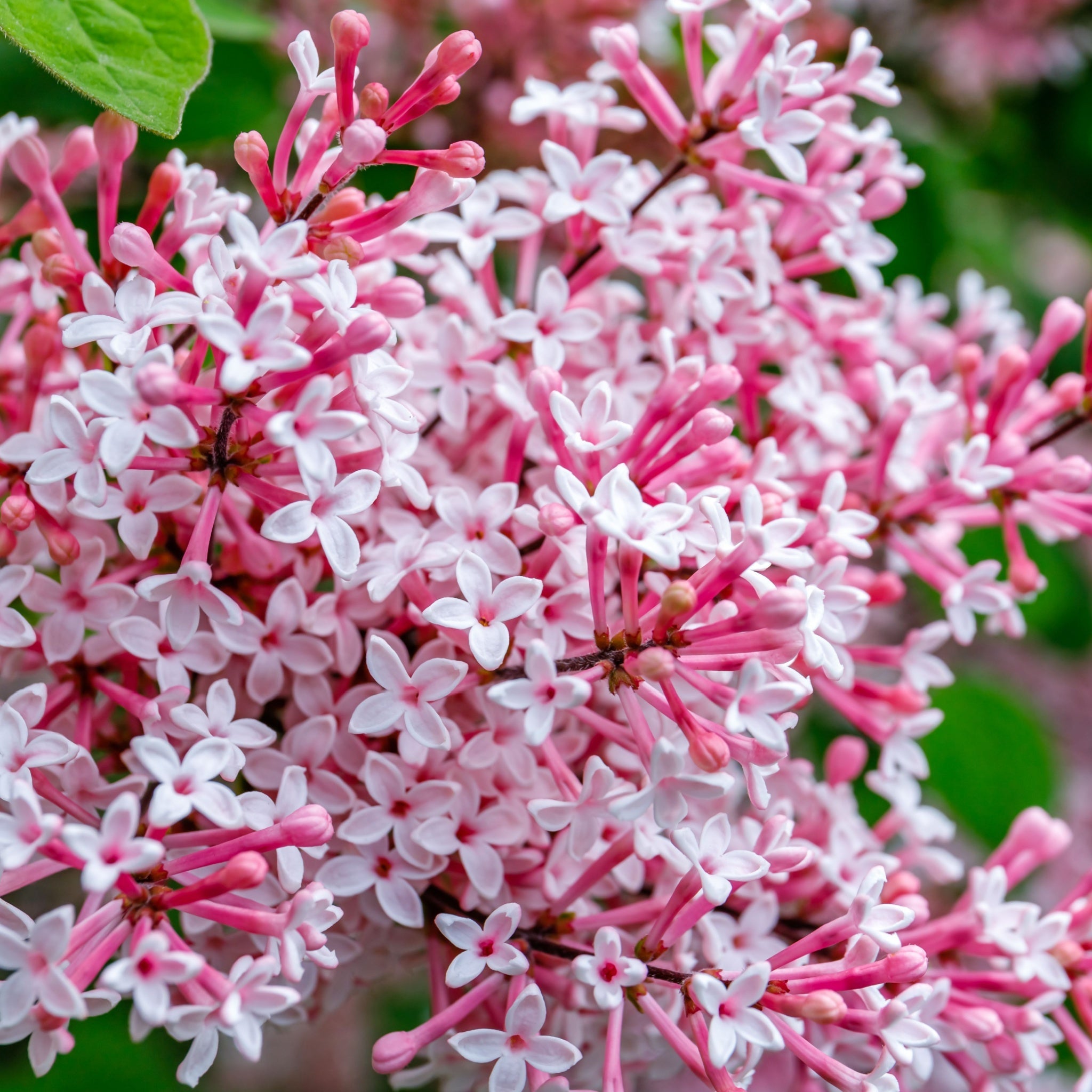 Syringa Meyeri Pink Perfume 3L