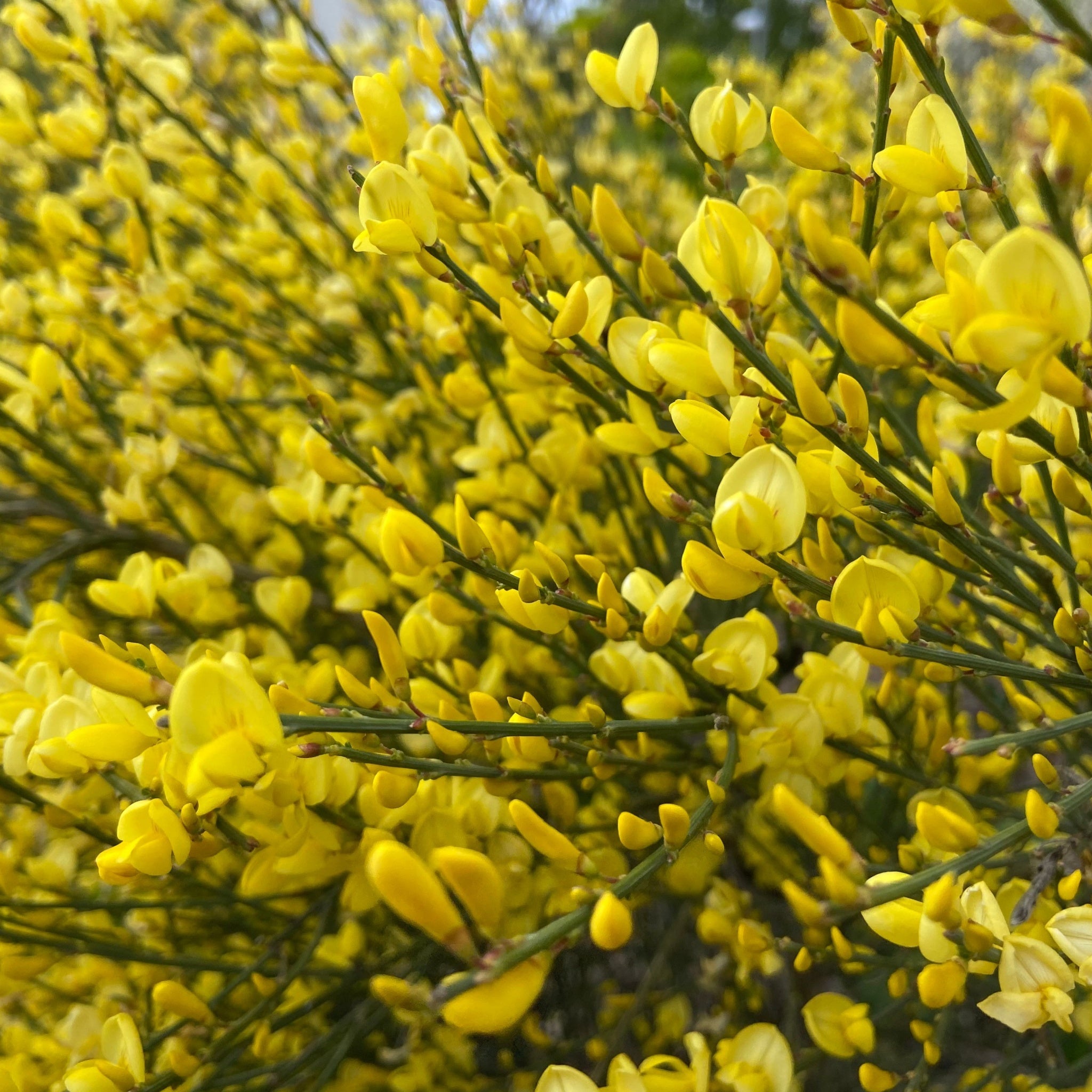 Cytisus 'praecox' 2L