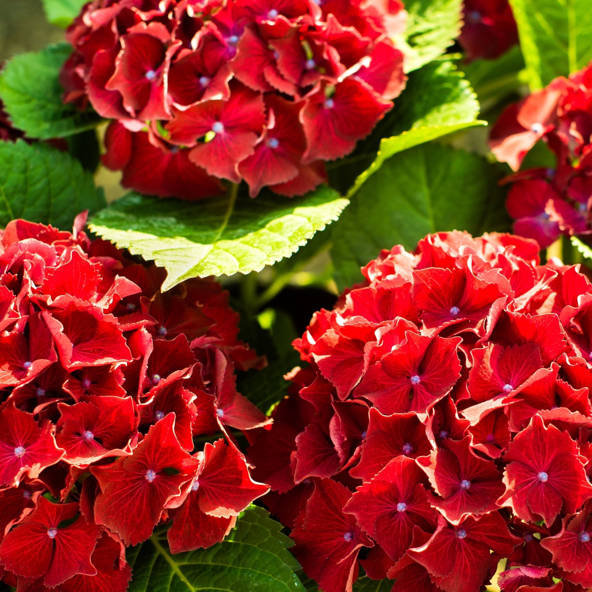 Dwarf Hydrangea | Hydrangea macrophylla 'Little Red' 2L