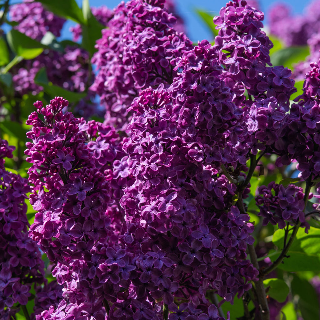 Syringa Bloomerang Purple (Reblooming Lilac) 3L/7.5L