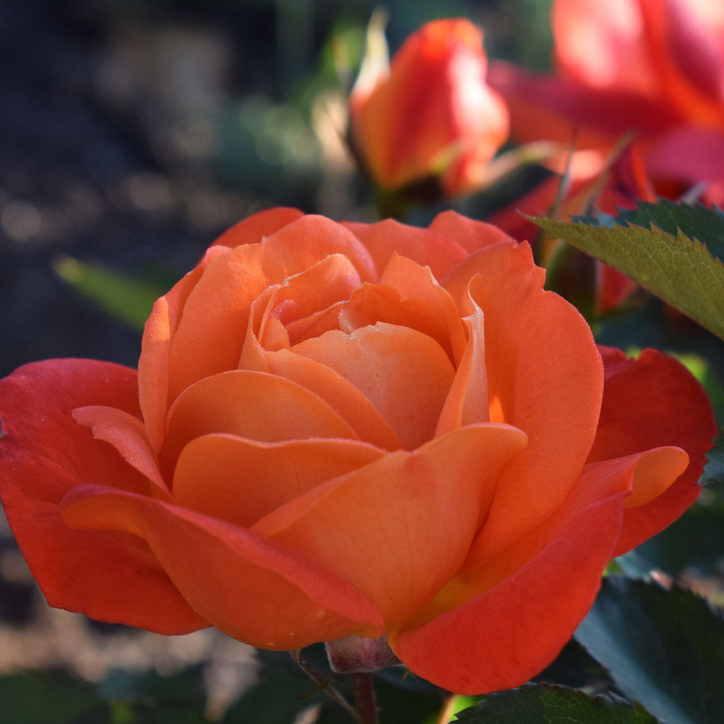 Rose Super Trouper | Floribunda Rose | 4L Potted Rose (PRE ORDER DECEMBER '25)