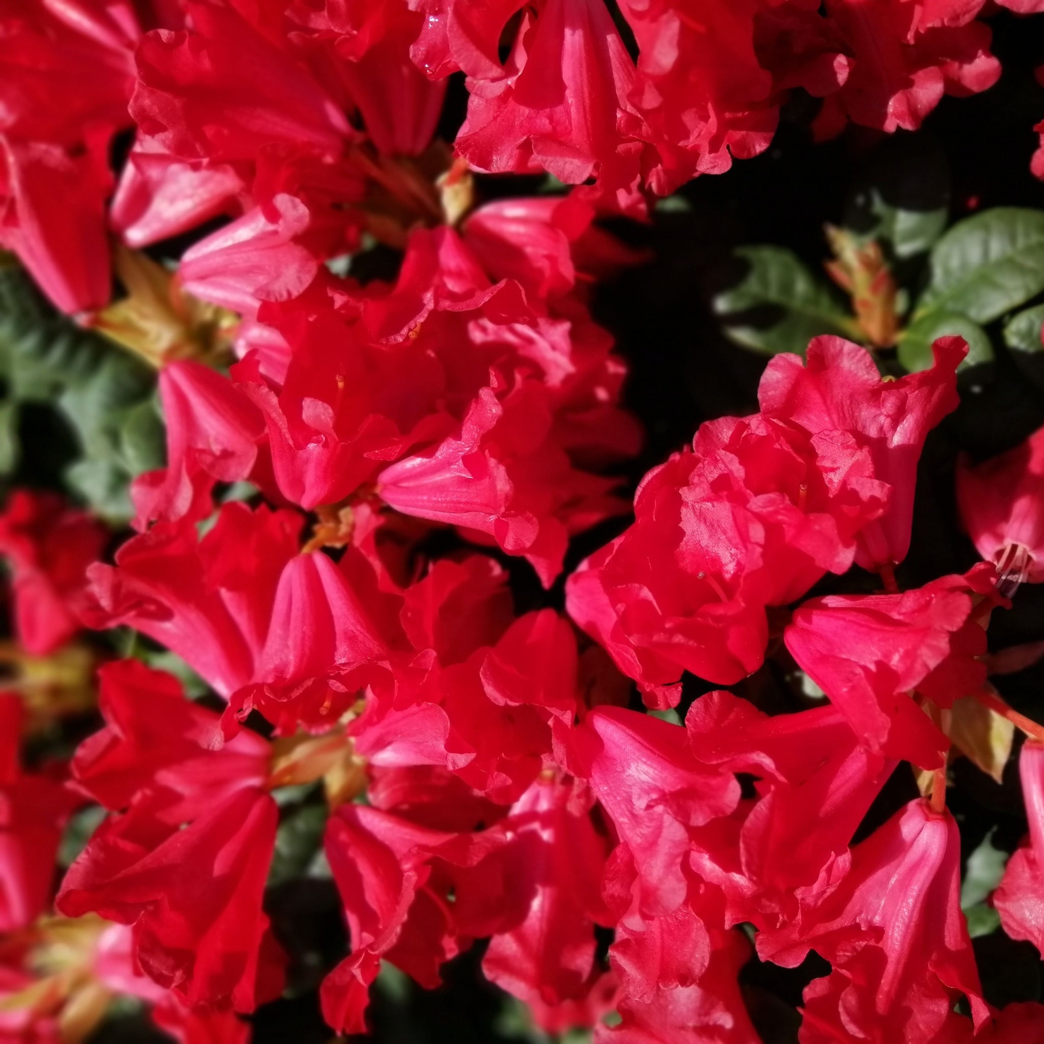 Rhododendron 'Scarlet Wonder' | Dwarf Rhododendron 1L / 2L