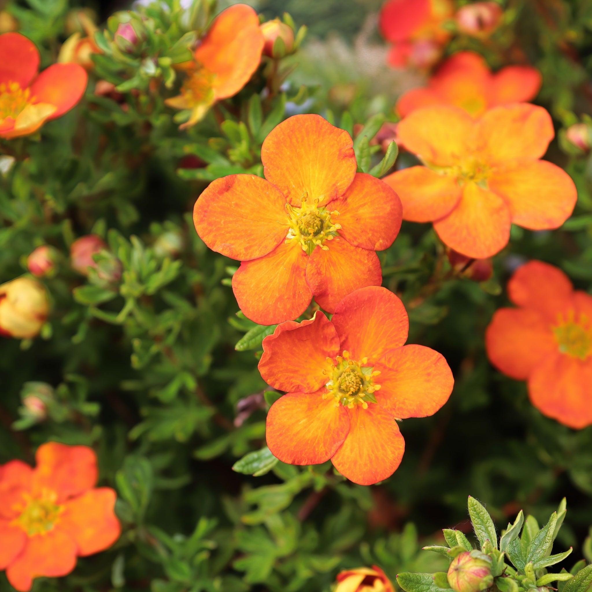 Potentilla fruticosa 'Hopleys Orange' 1L