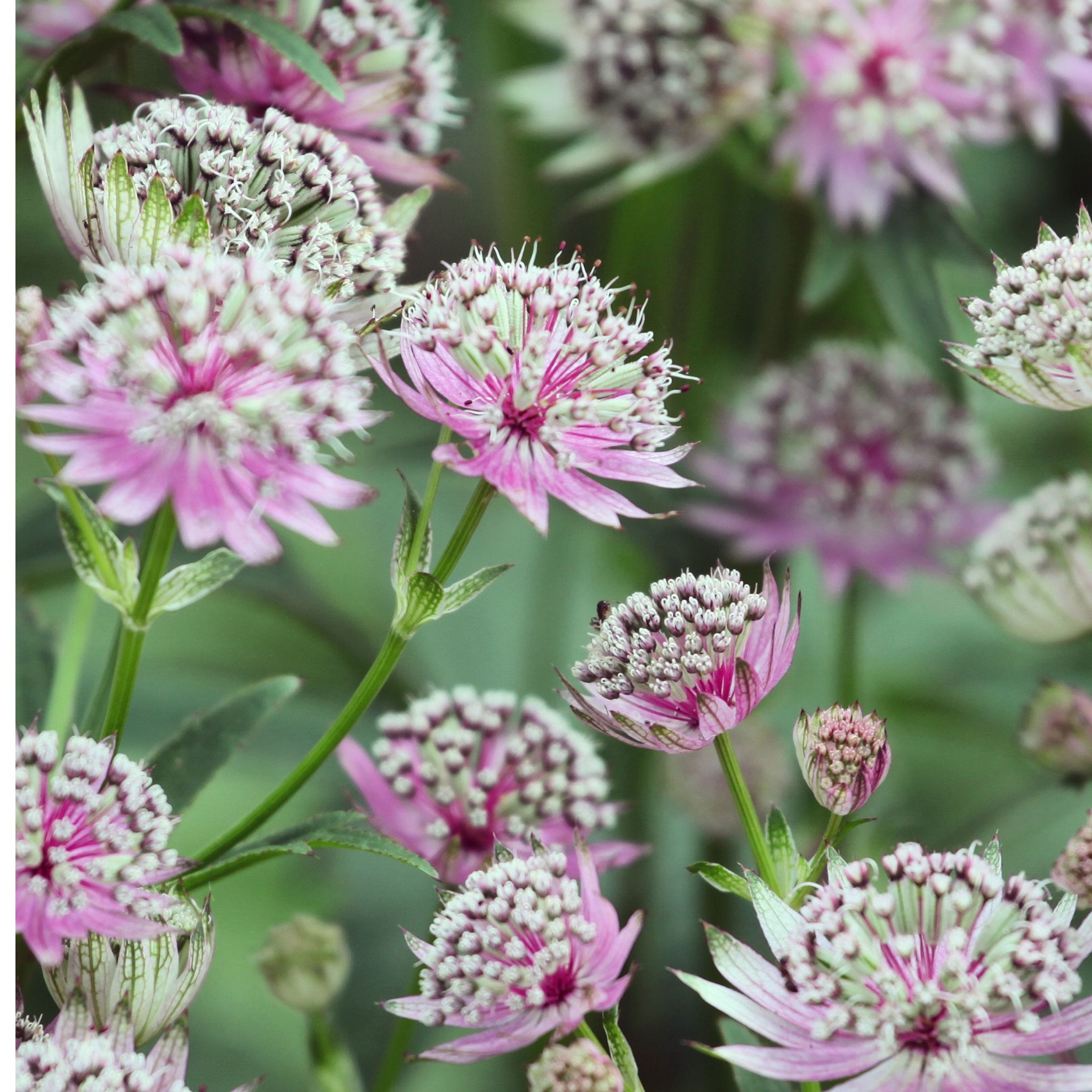 Astrantia major ‘Buckland' 2L