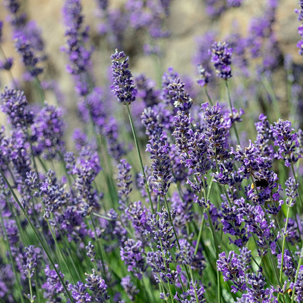 Lavender angustifolia 'Munstead' 9cm/1.5L