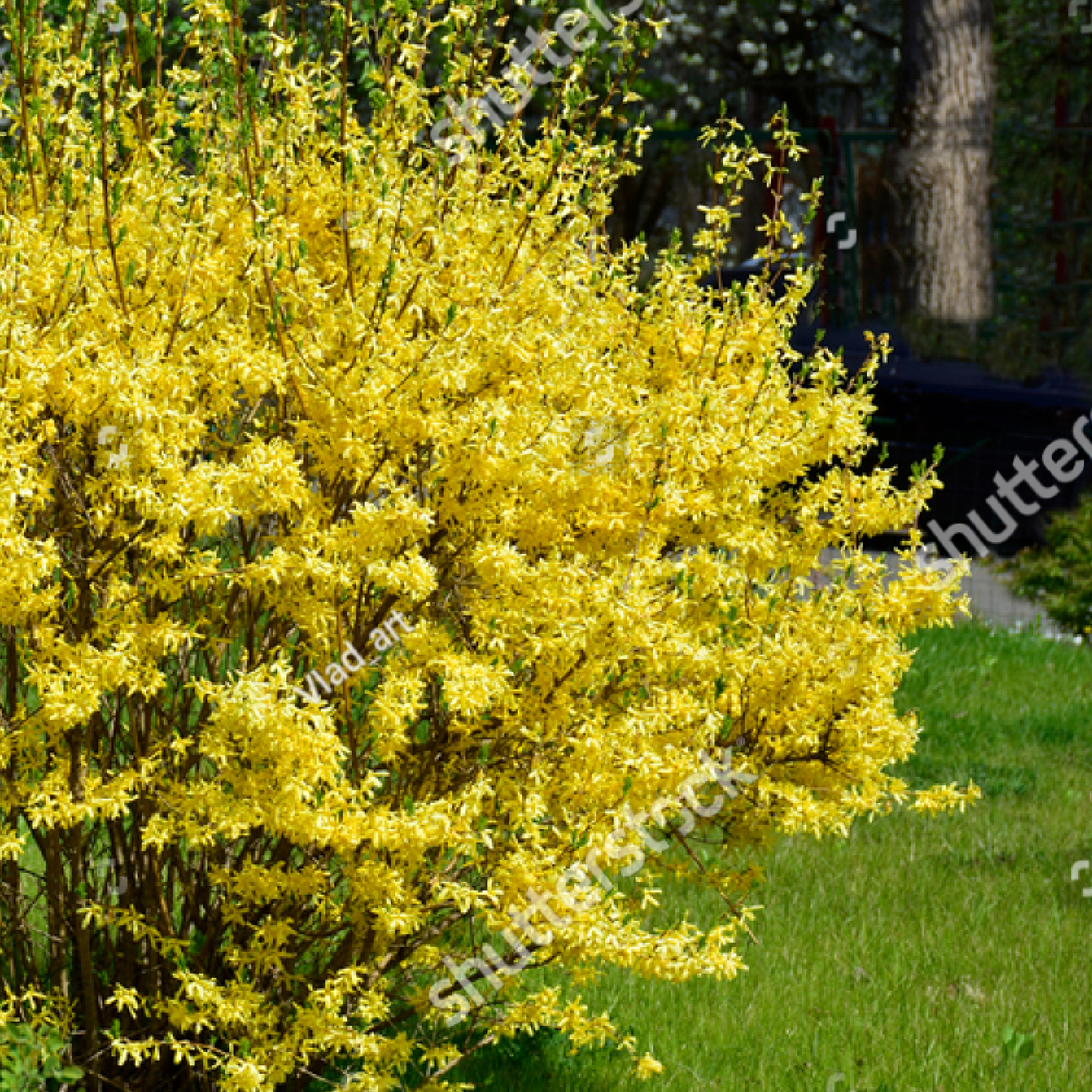 Forsythia x intermedia Spectabilis 3L