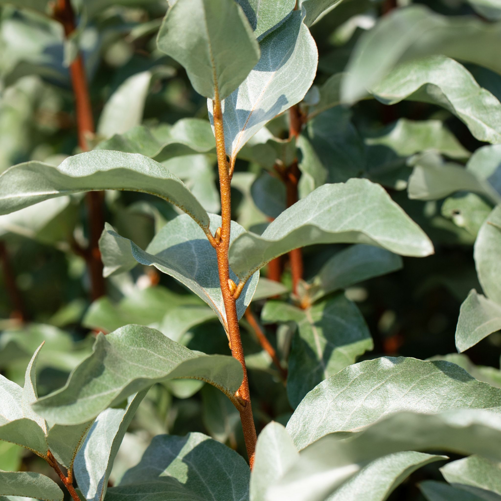 Elaeagnus x ebbingei Compacta (Multibuy Offers Available)