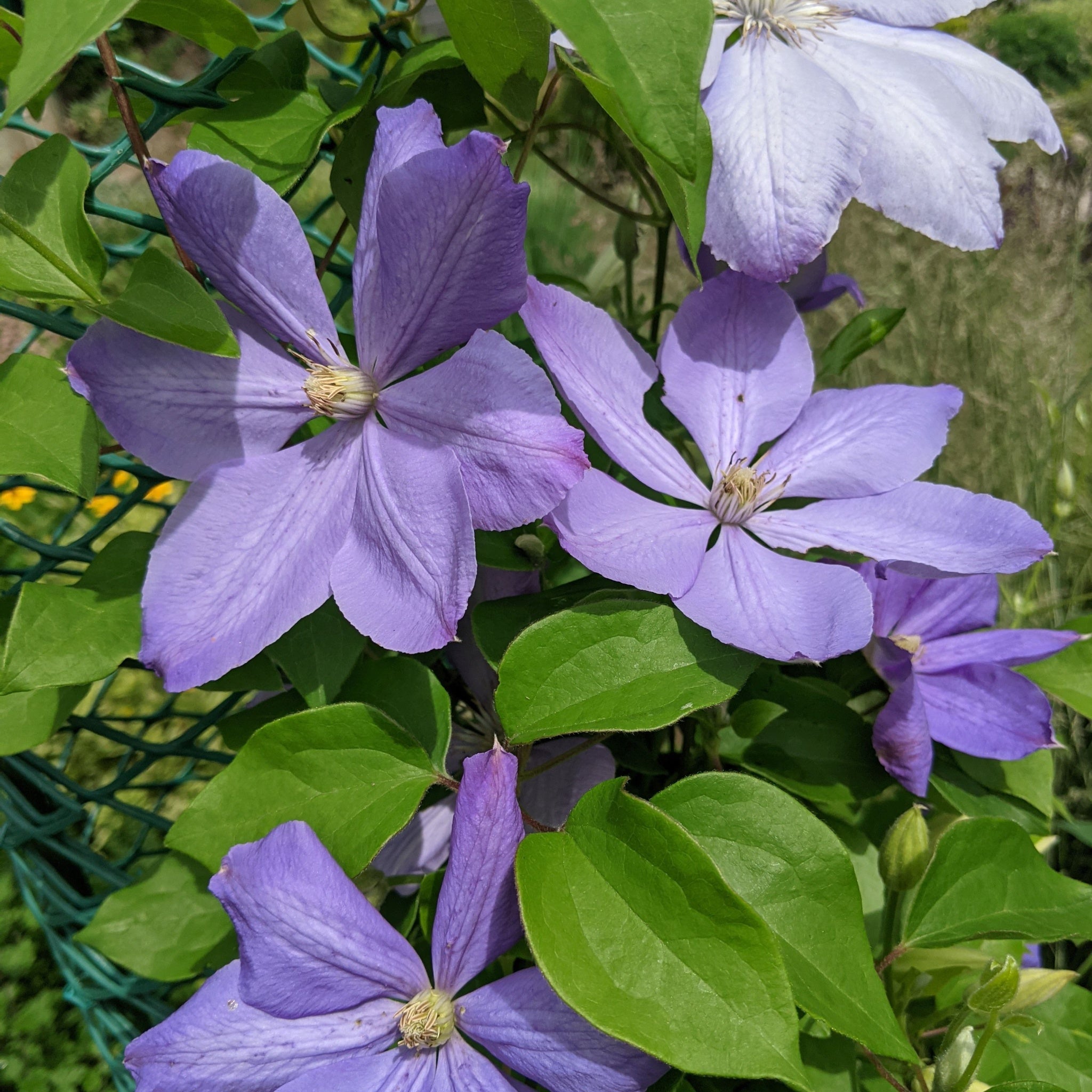 Clematis 'Mrs. Cholmondeley' 60cm