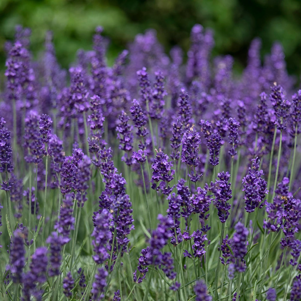 Lavender angustifolia 'Hidcote' (9cm/2L)