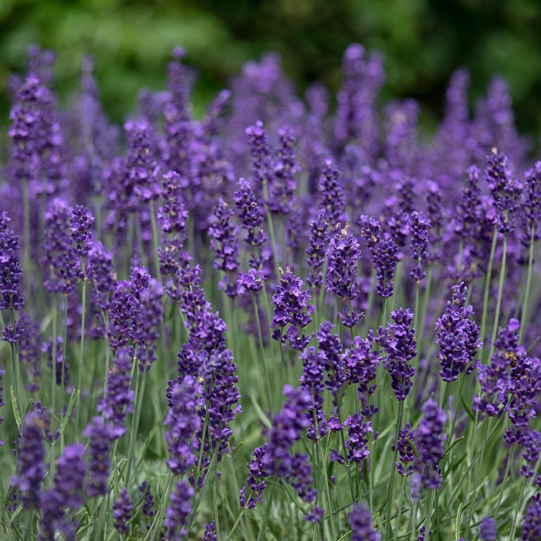 4 x Purple Flowering Perennials – 9cm Pots