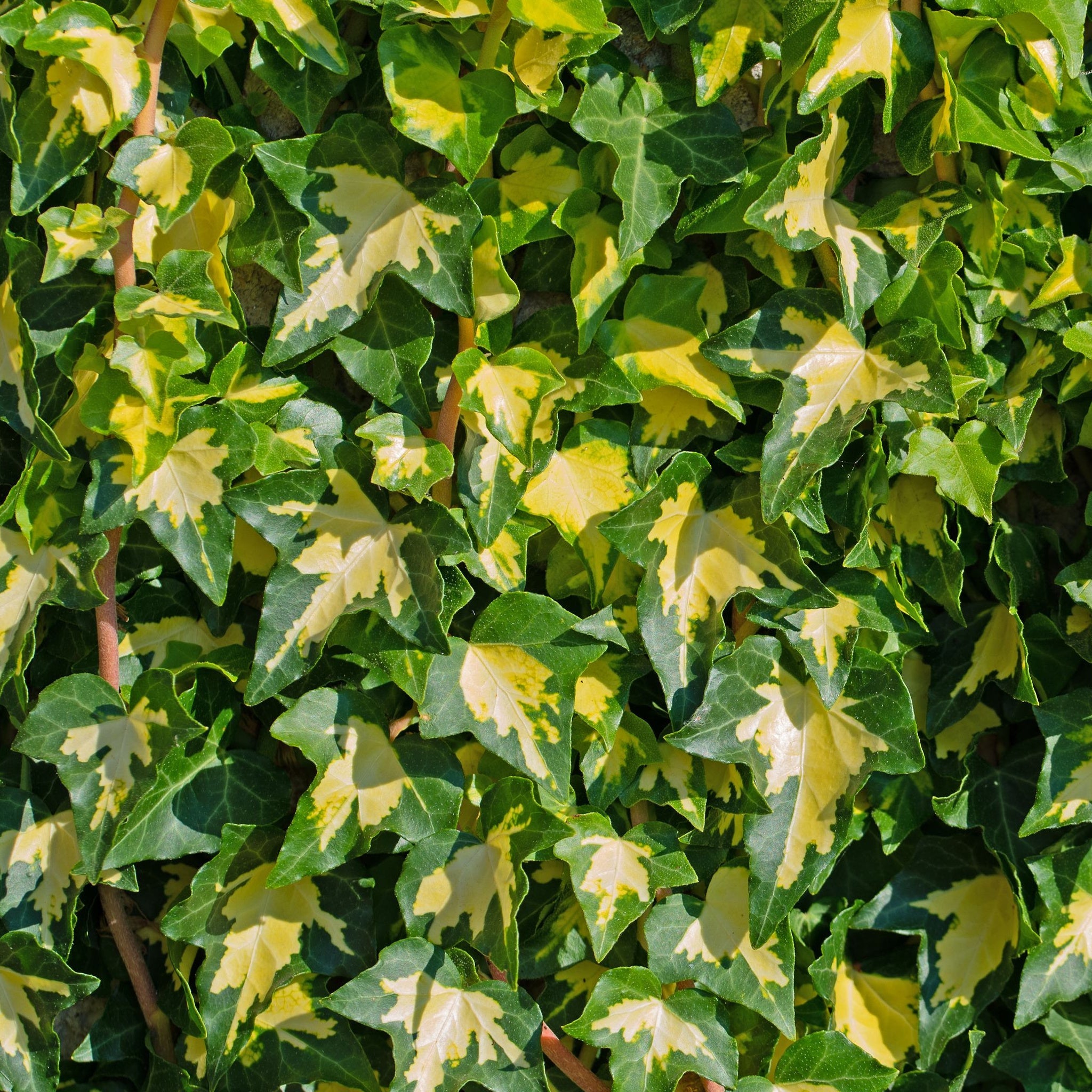 Hedera helix 'Goldheart' 60-70cm
