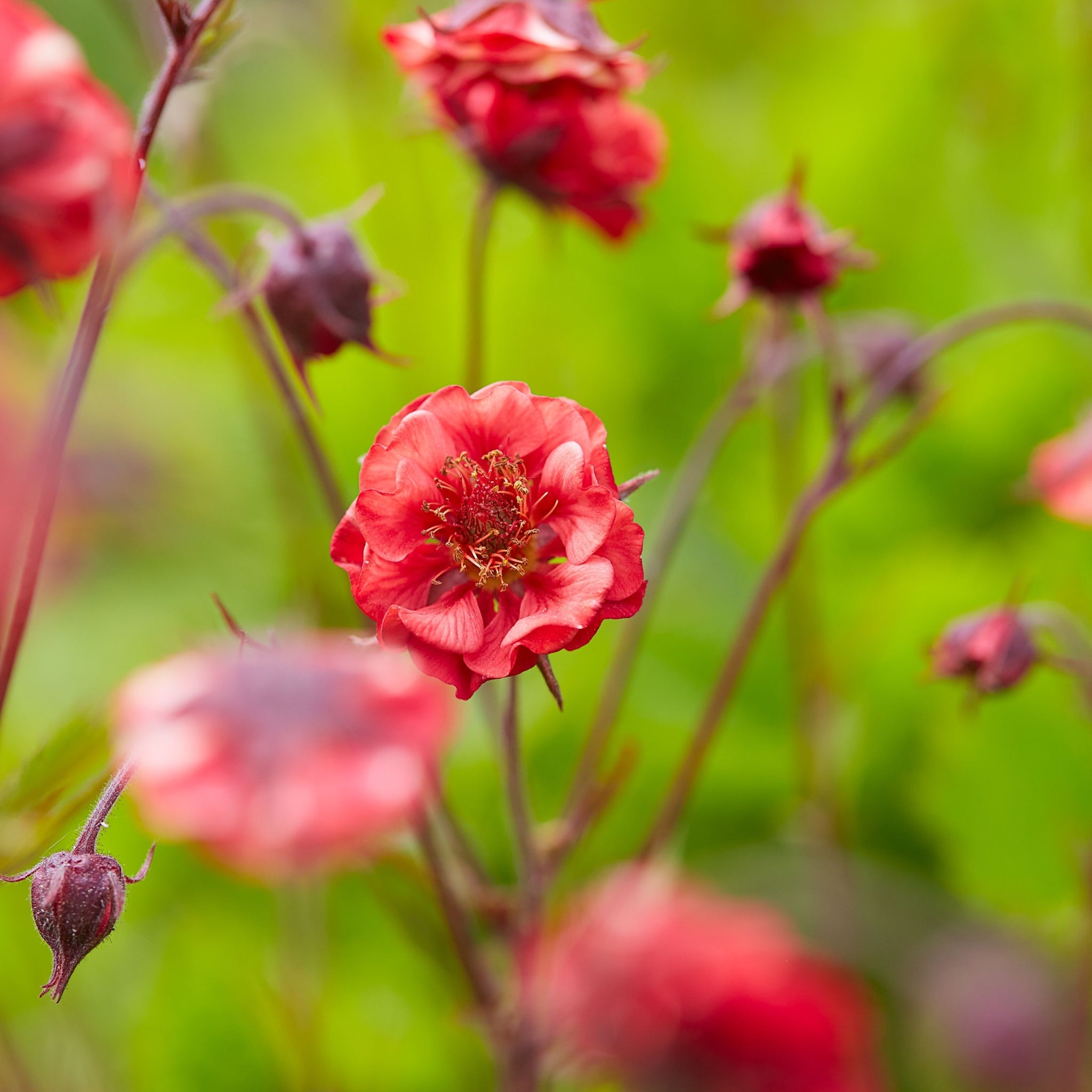 Geum 'Flames of Passion' 9cm