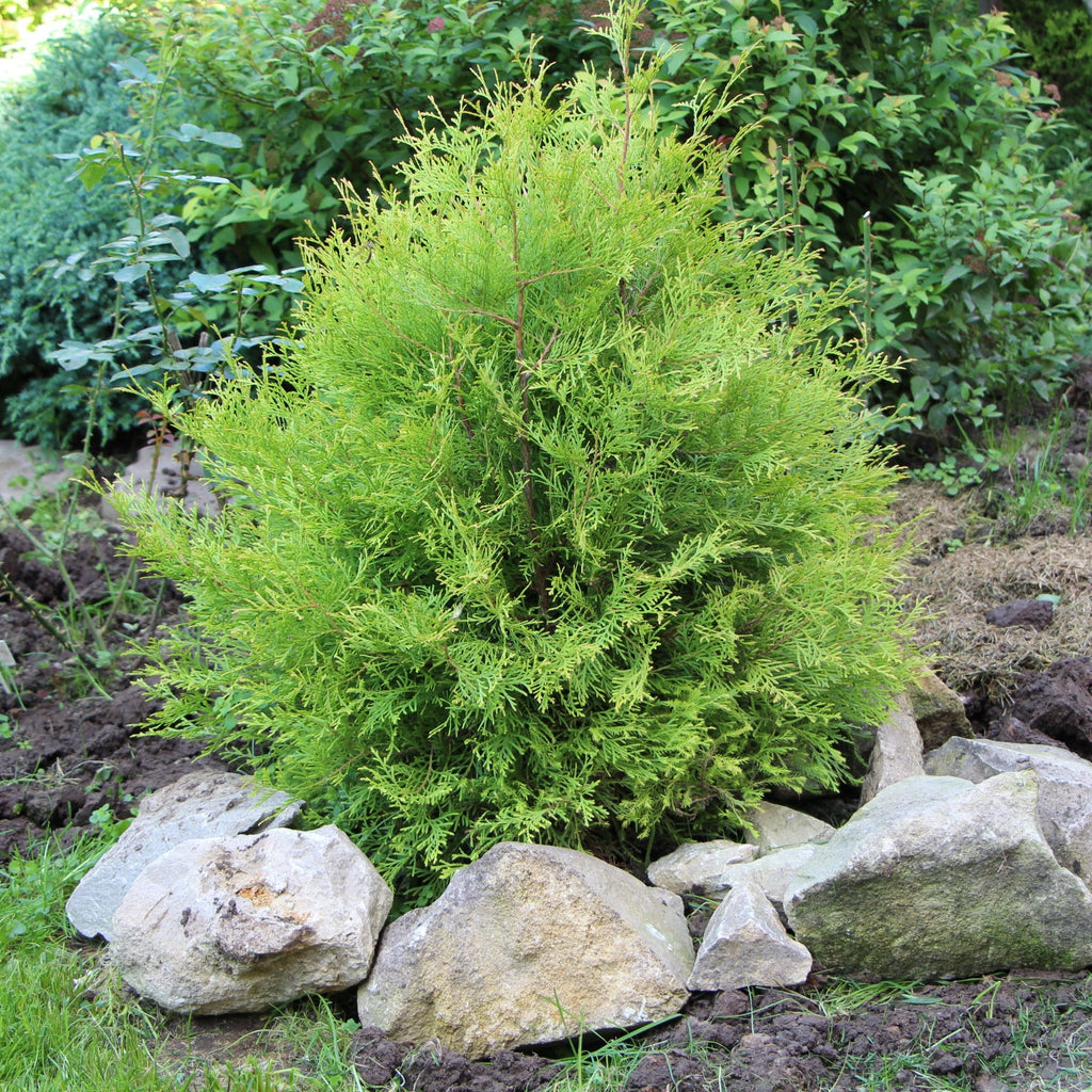Thuja occidentalis 'Rheingold' 2L