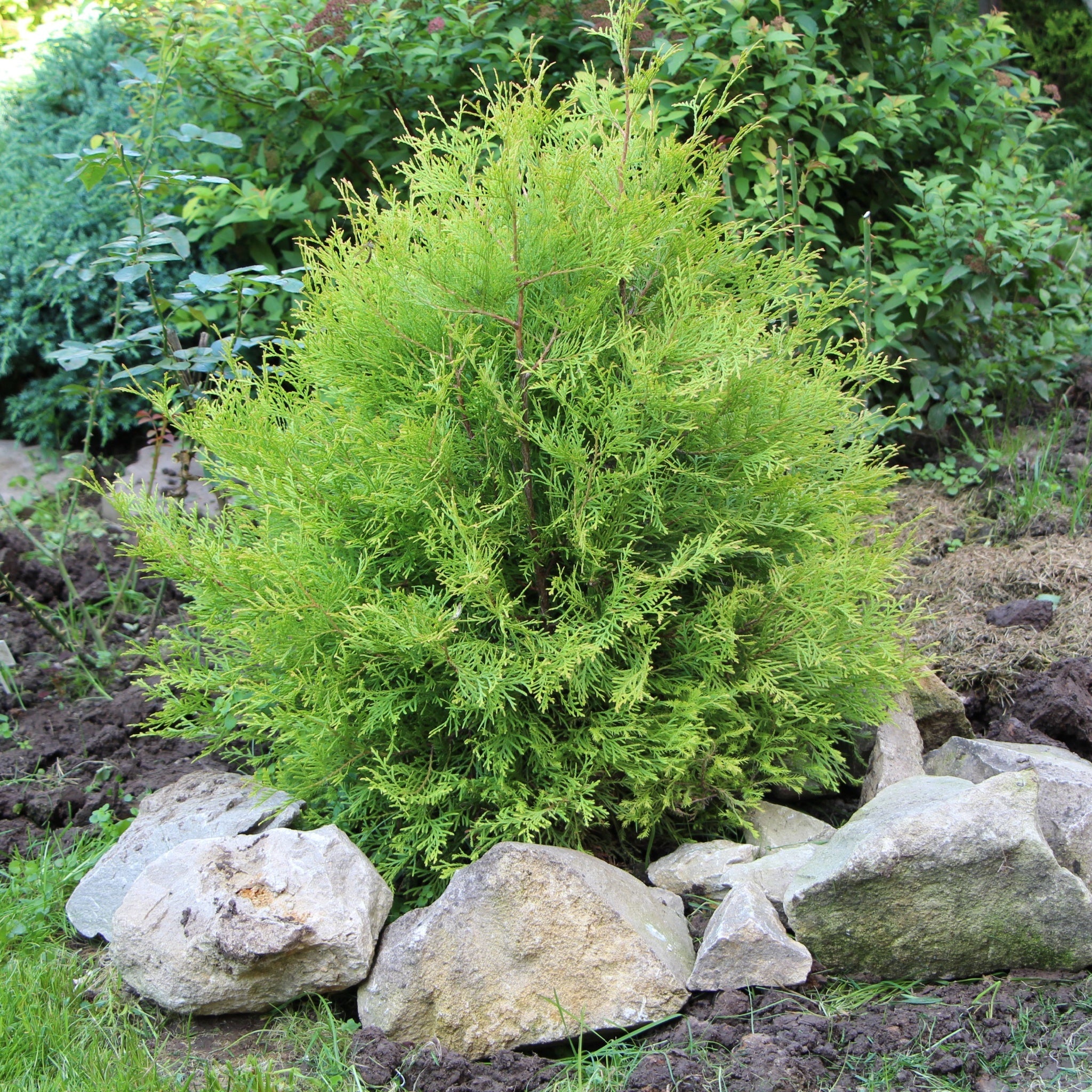 Thuja occidentalis 'Rheingold' 2L