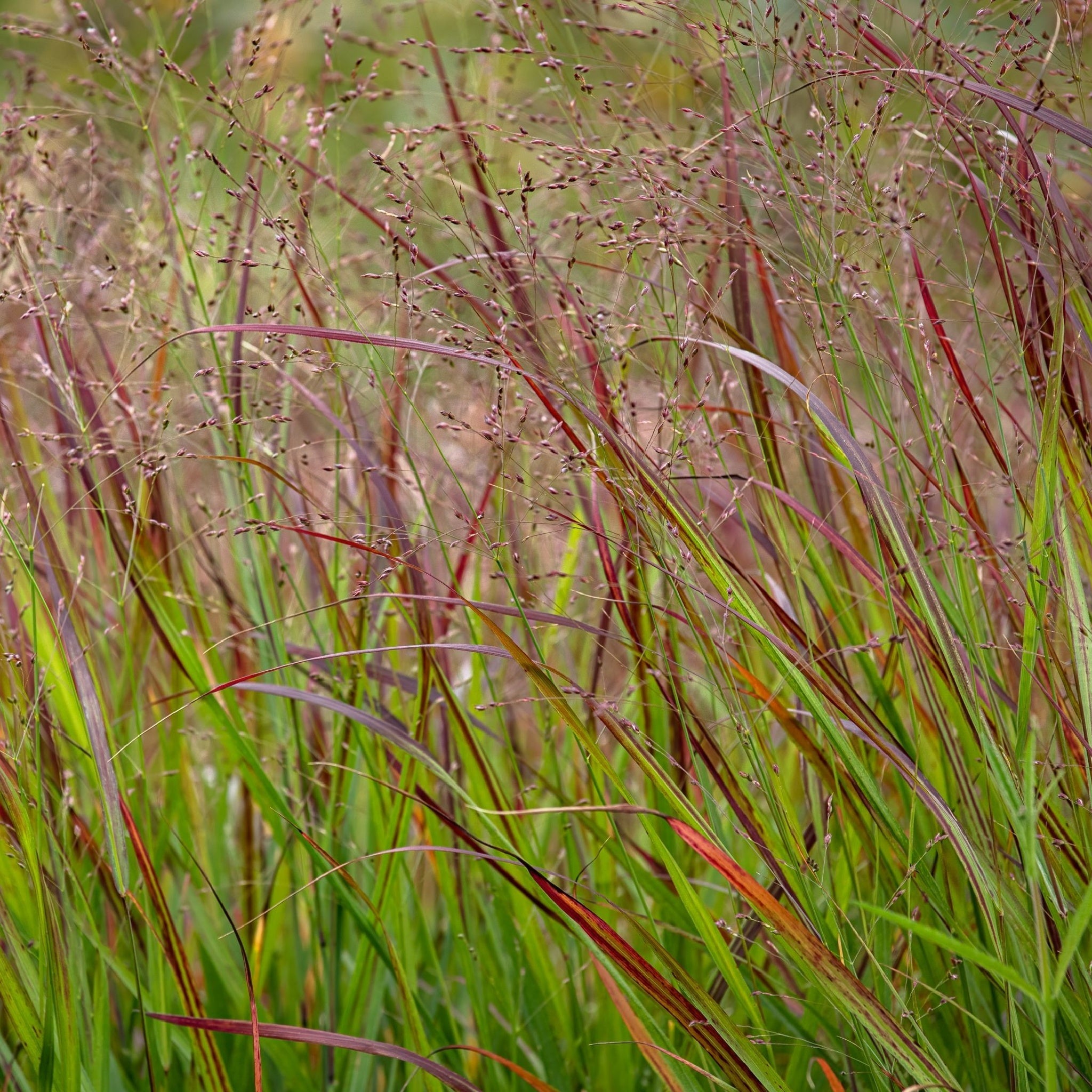 Panicum virgatum 'Shenandoah' 9cm