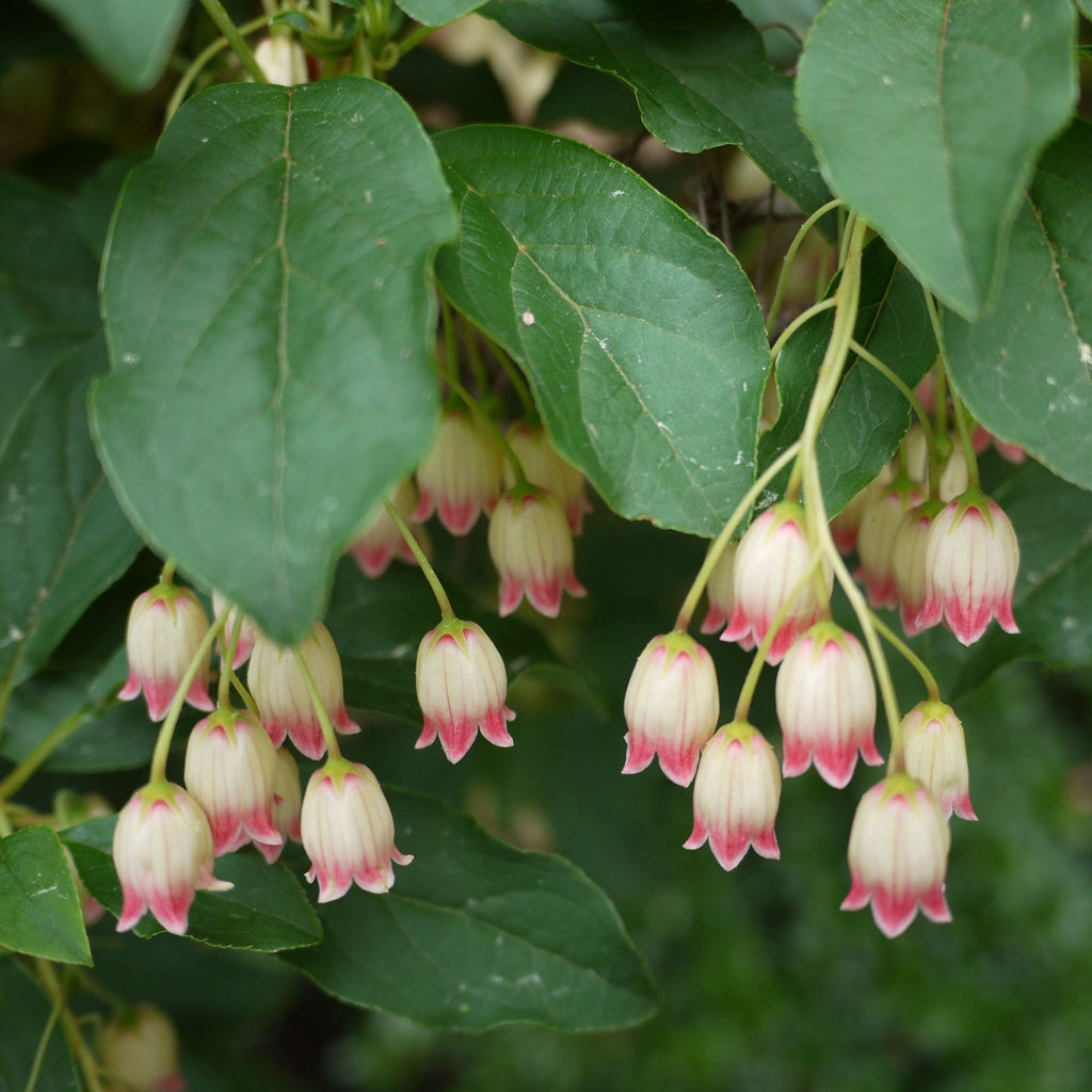 Enkianthus campanulatus 2L