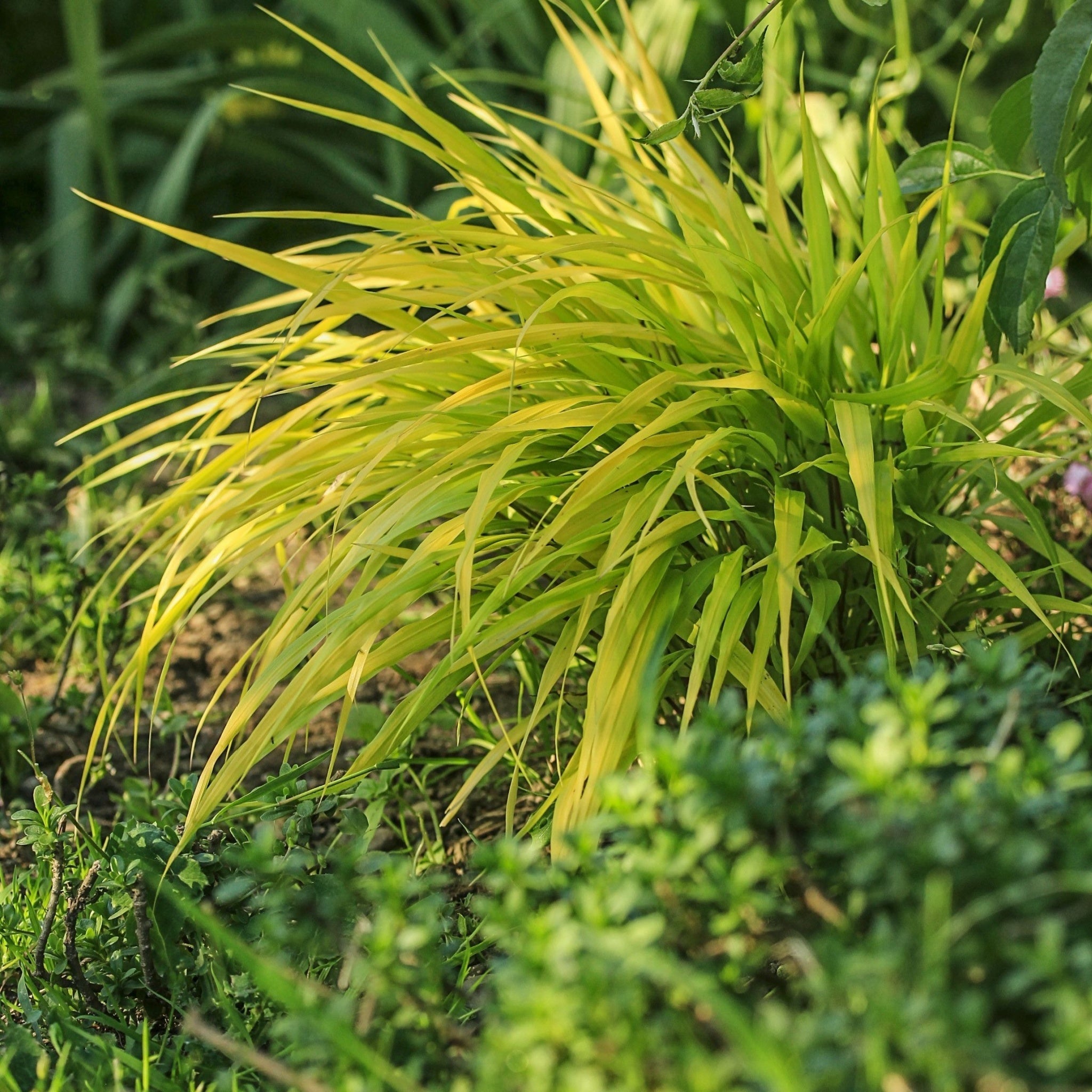 Hakonechloa macra 'Allgold' Grass 9cm / 2L