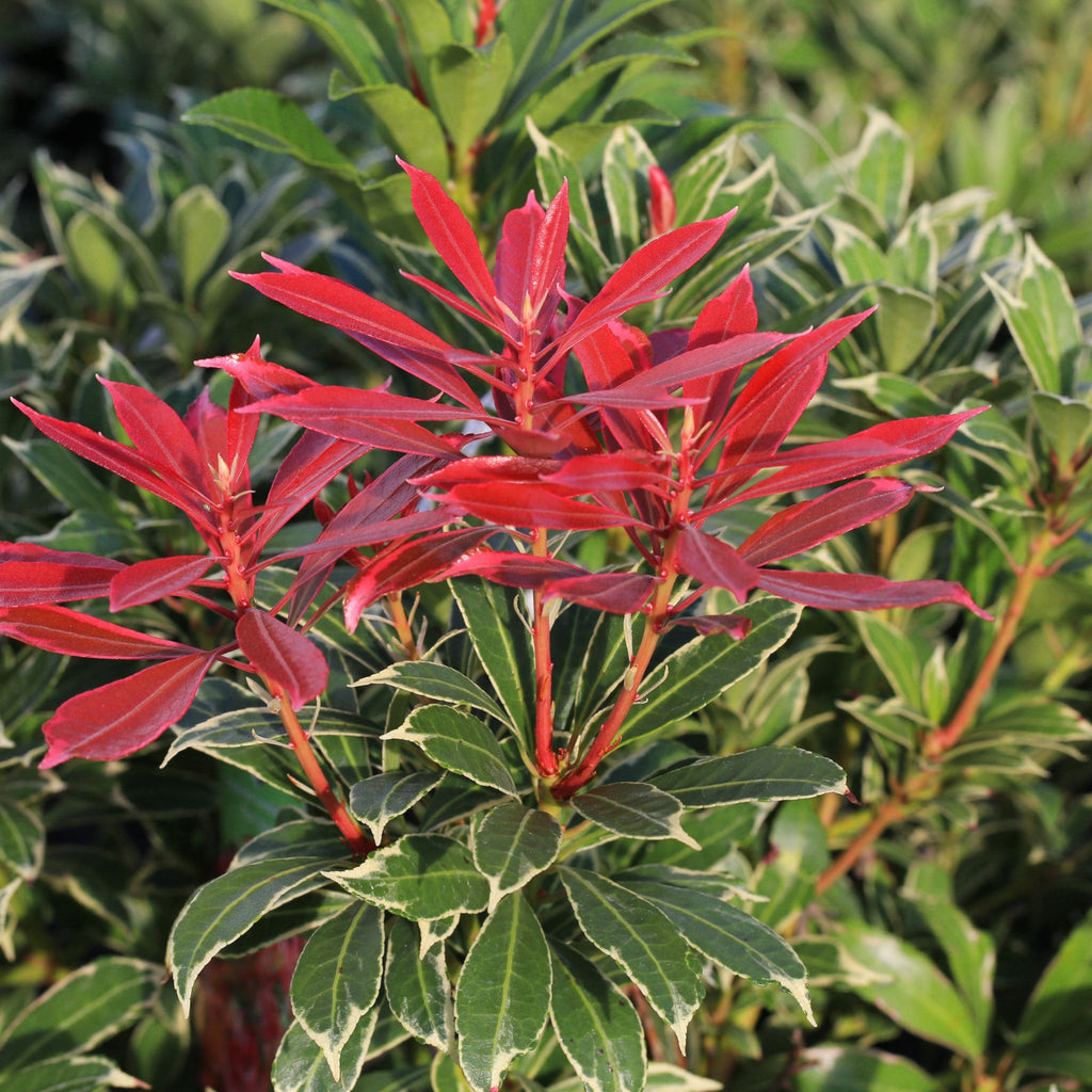 Pieris japonica Carnaval 1.5L