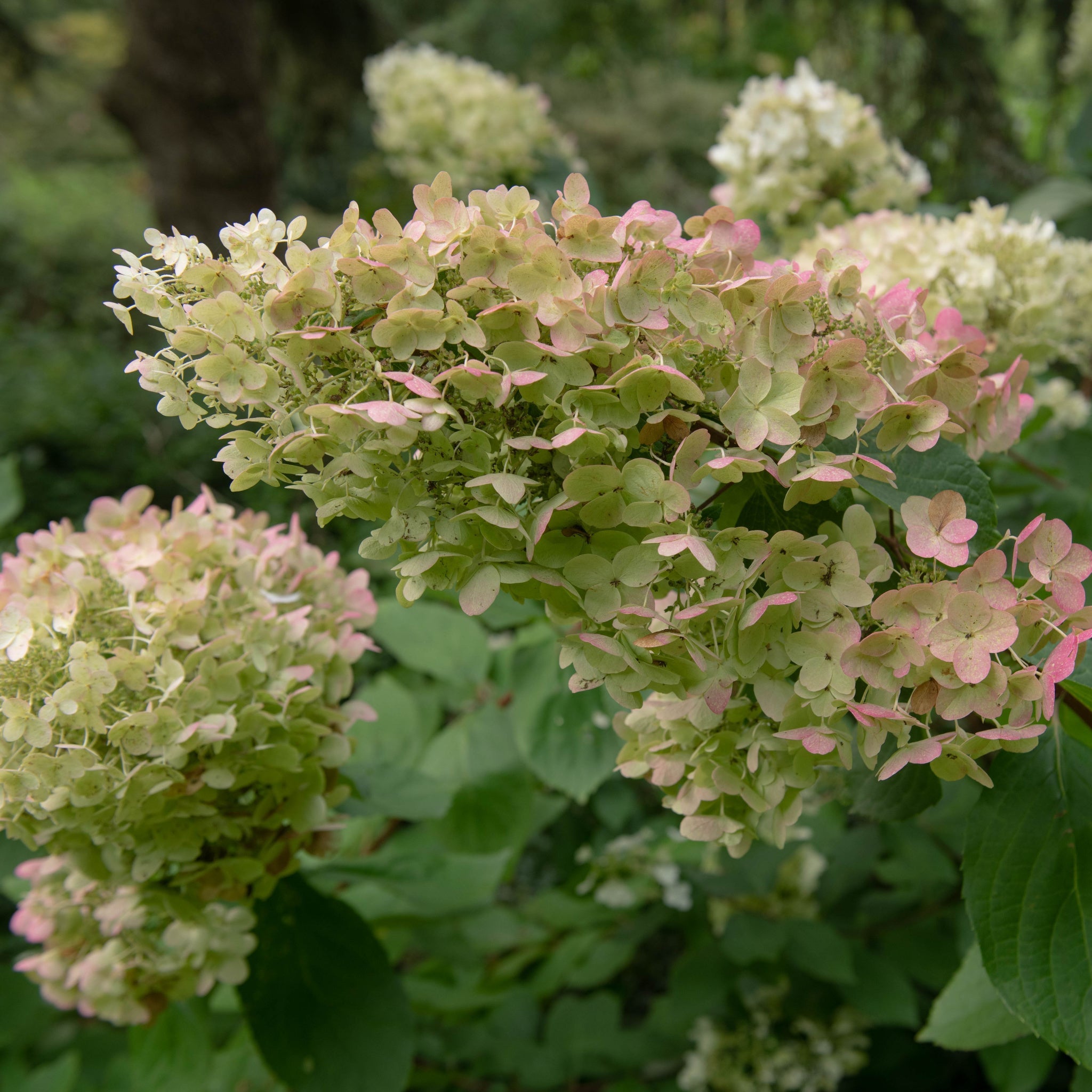 Hydrangea paniculata 'Unique' 1L (30-40cm inc pot)