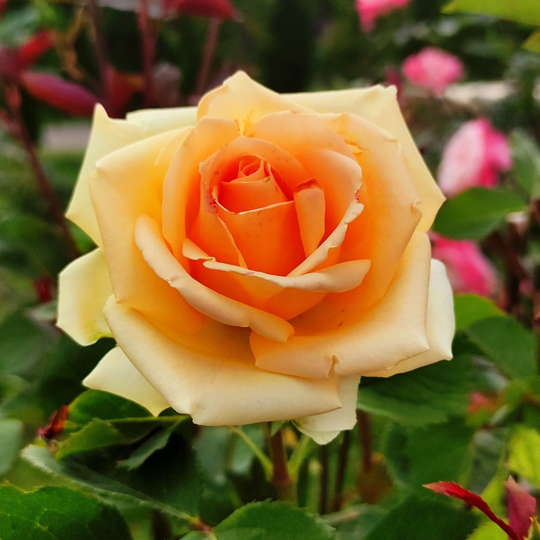 Rose Indian Summer | Hybrid Tea Rose | 4L Potted Rose (PRE ORDER DECEMBER '25)