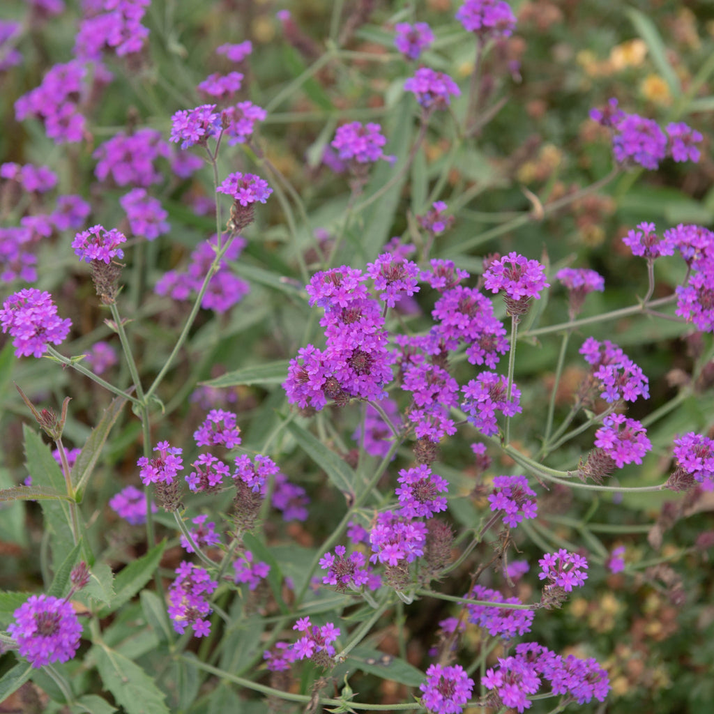 Verbena Santos Purple 9cm/1.5L/2L