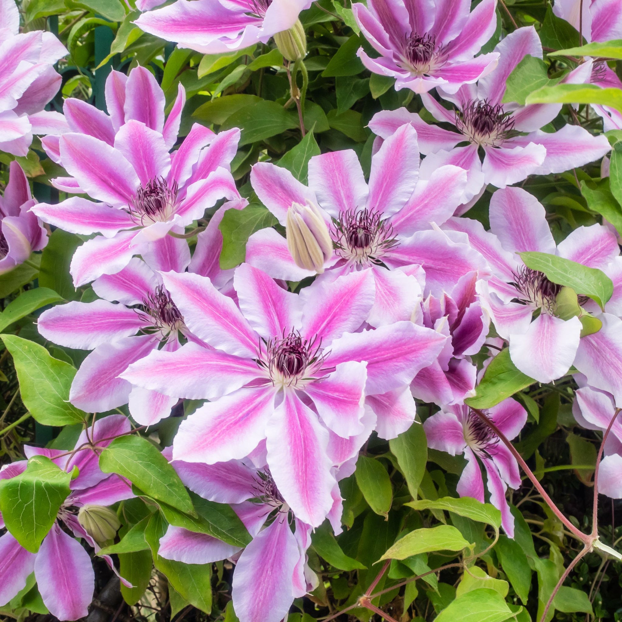 Clematis 'Nelly Moser' 60cm