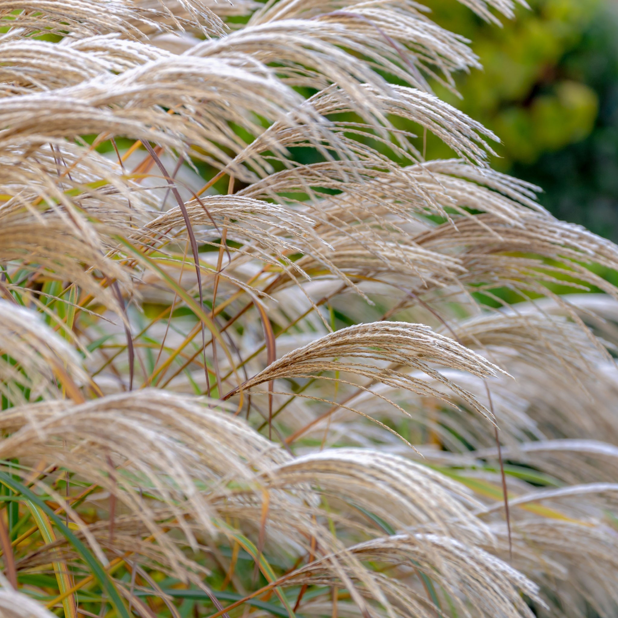 Miscanthus sinensis 'Kleine Silberspinne' 2L