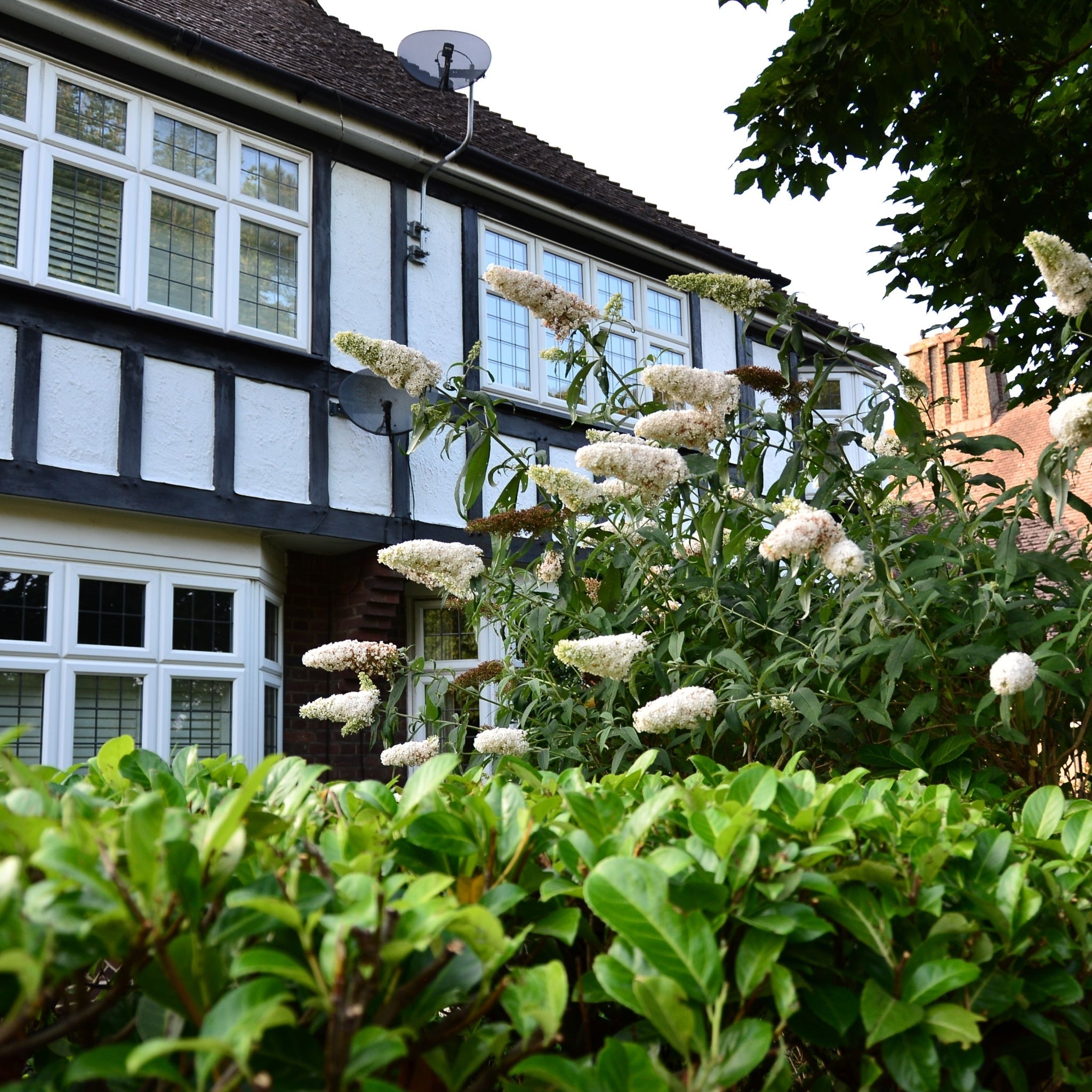 Hydrangea quercifolia 'Snow Flake' (Oak Leaf Hydrangea) - 2.5L