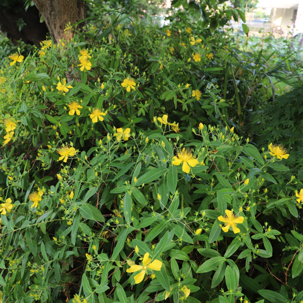 Hypericum 'Magical Sunshine' 2L