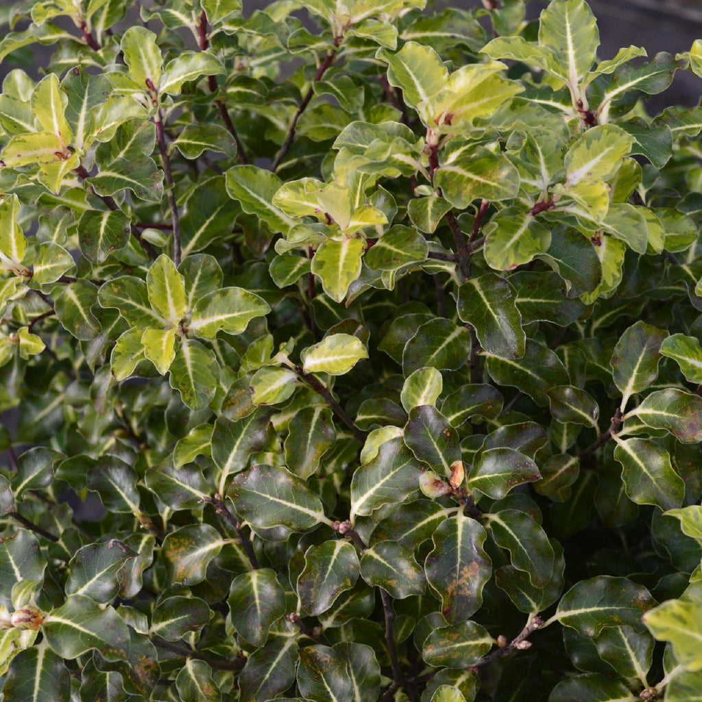 Pittosporum tenuifolium 'Gold Star' 9cm / 5L Ball