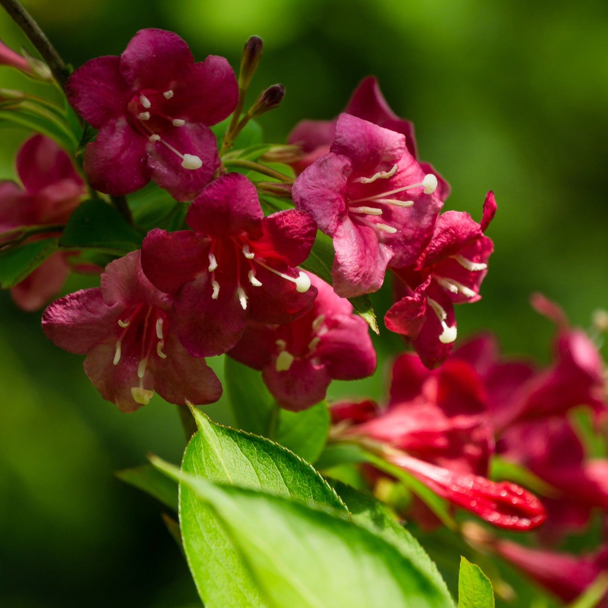 Weigela Florida - Bristol Ruby 3L