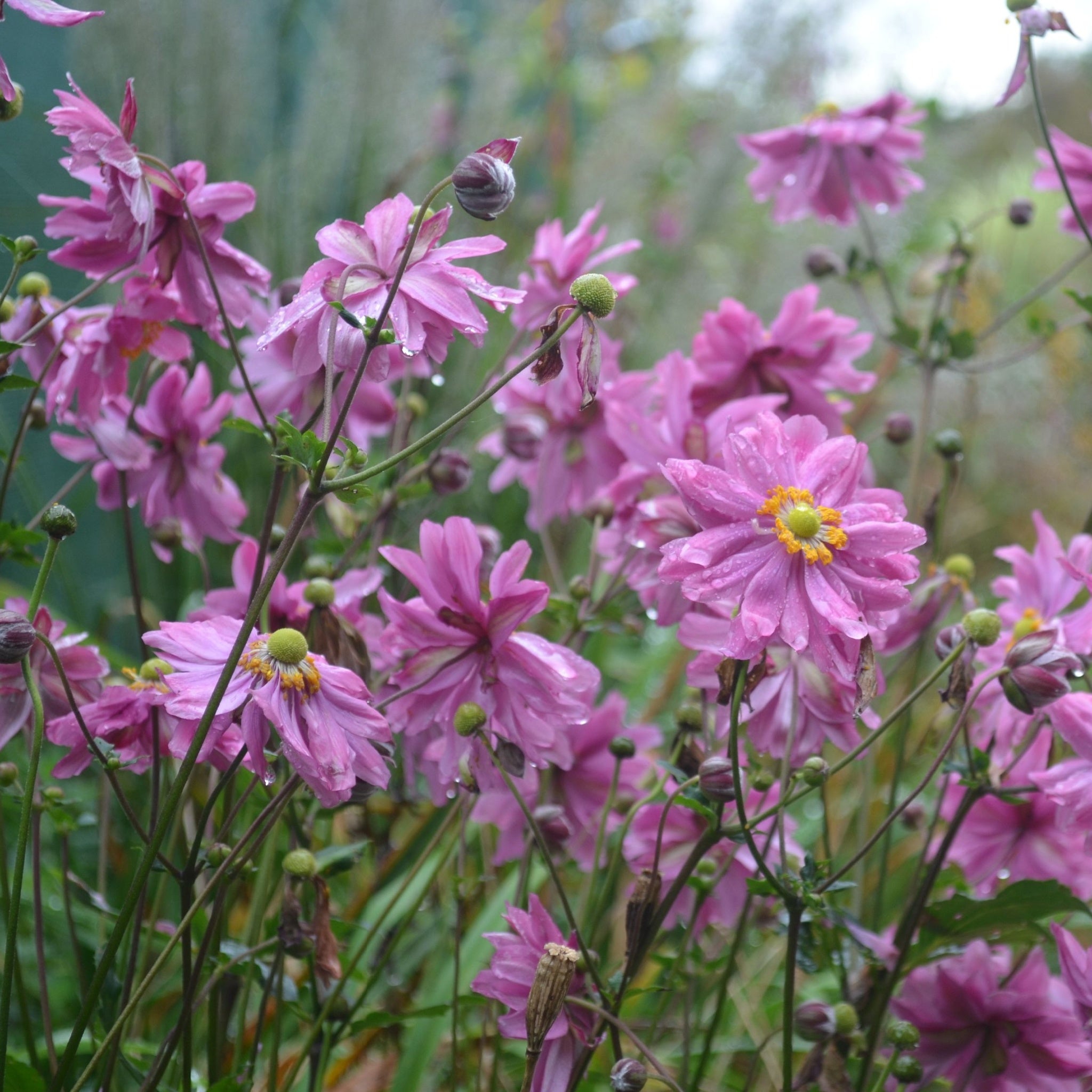 Anemone x hybrida Prince Henryi 9cm