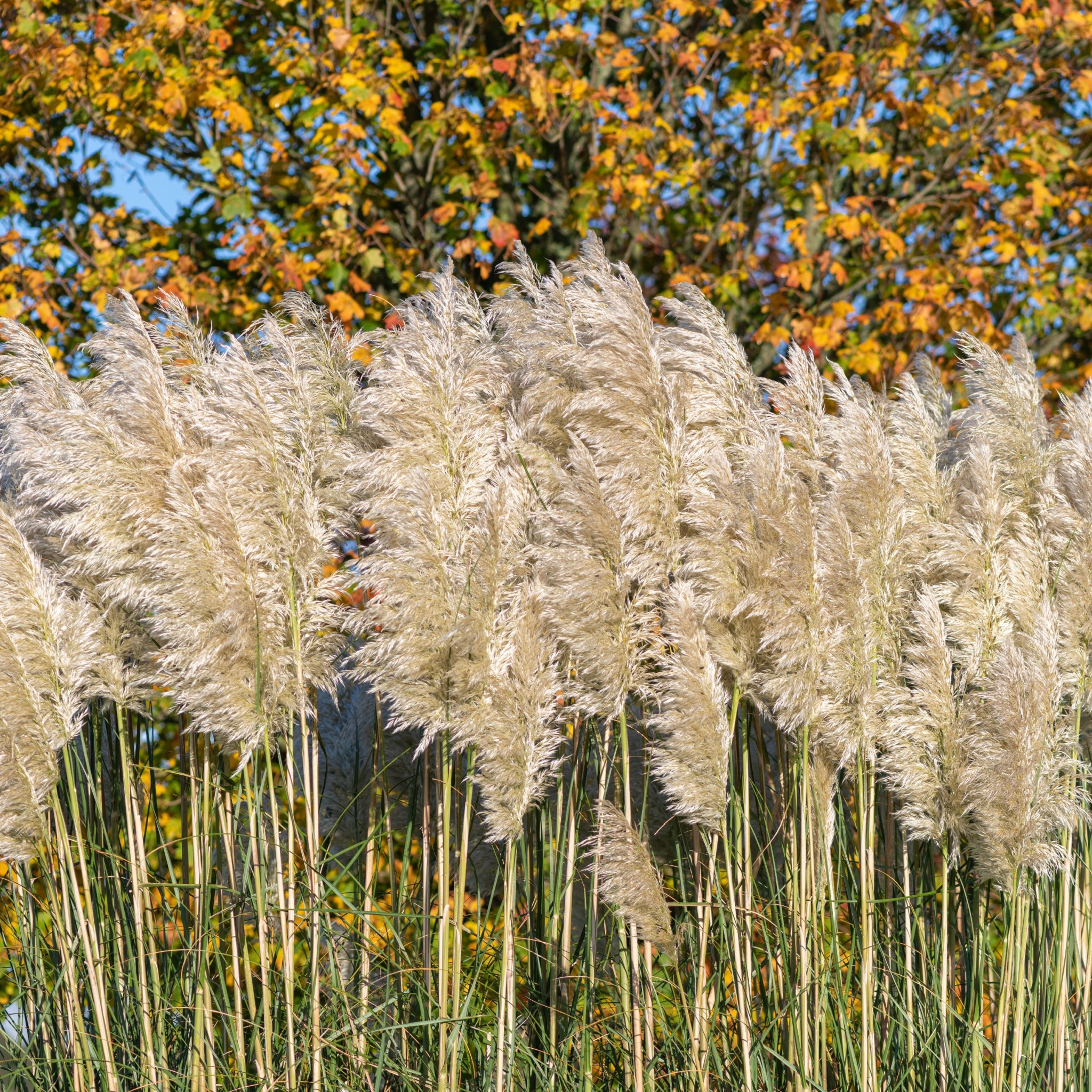 Cortaderia Selloana 'White Plume' 2L