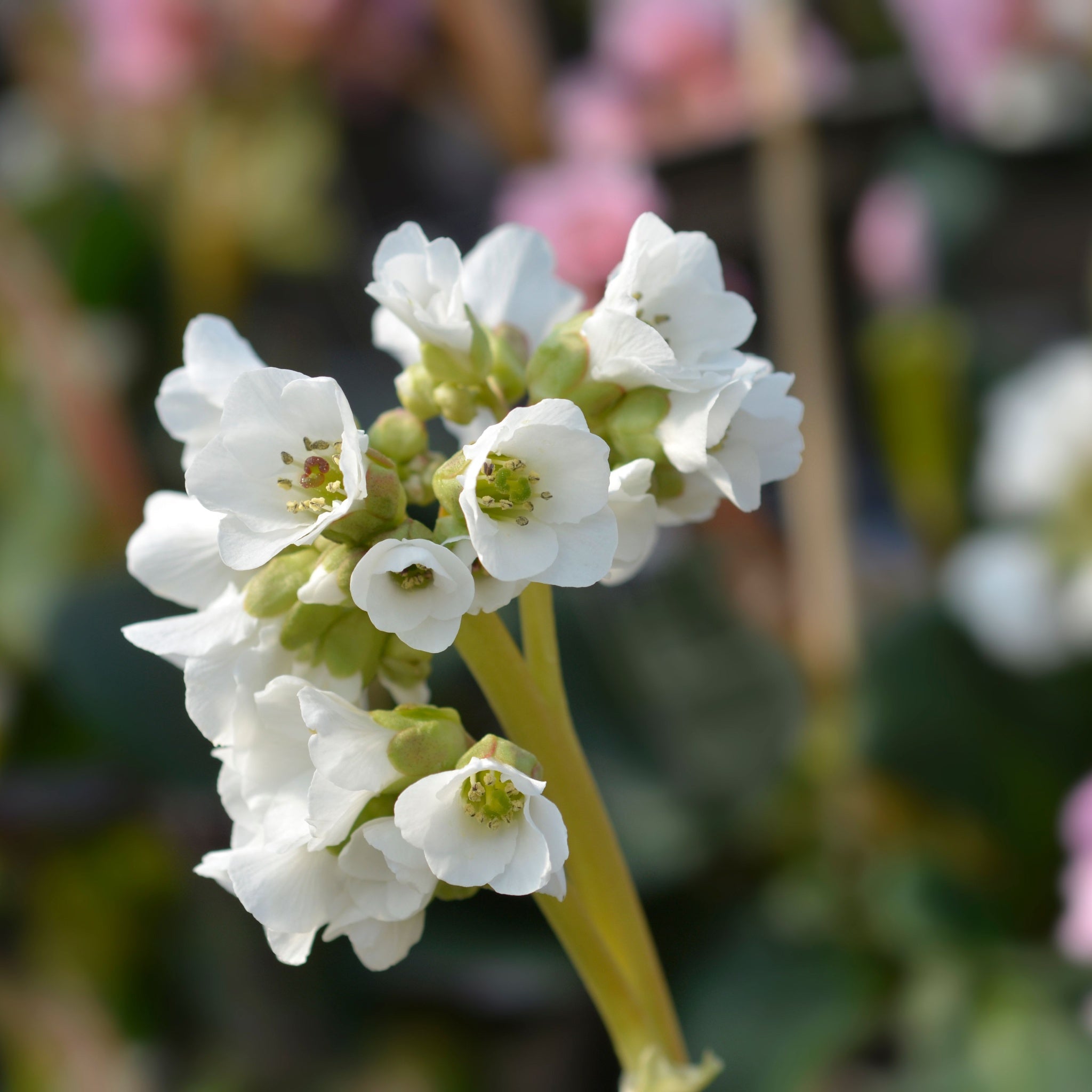 Bergenia Bressingham White 2L