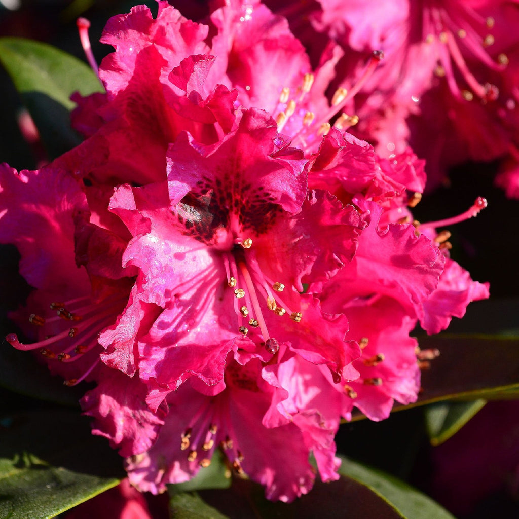Rhododendron 'Marie Fortie' 5L
