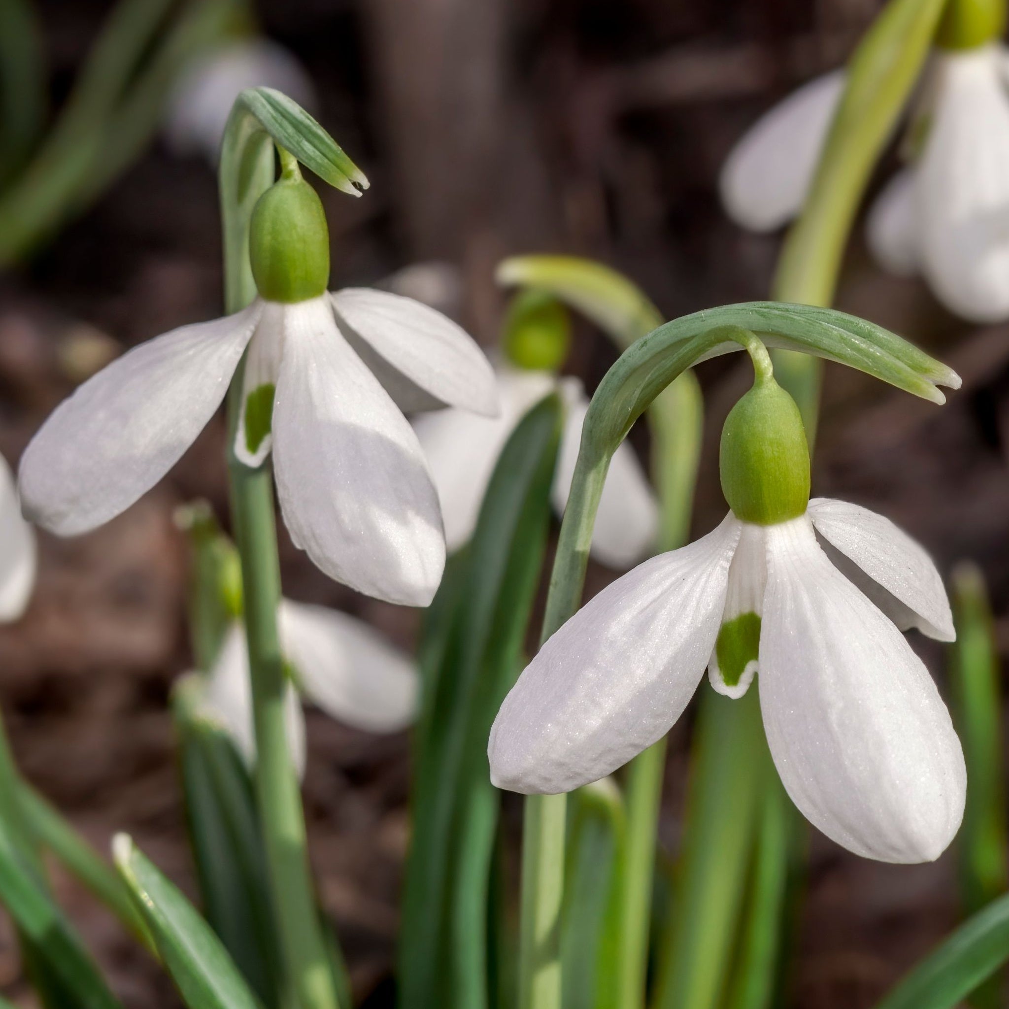 Snowdrops (8 Bulbs)