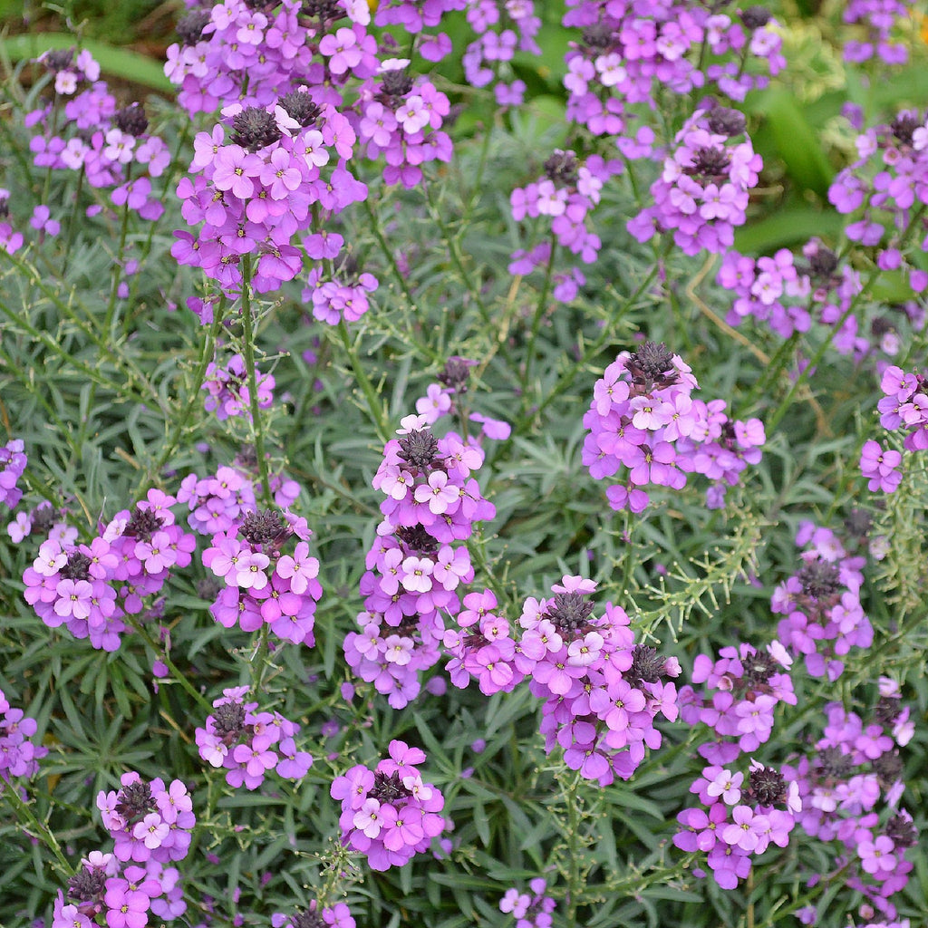 Erysimum 'Bowles Mauve' (Three Sizes Available)