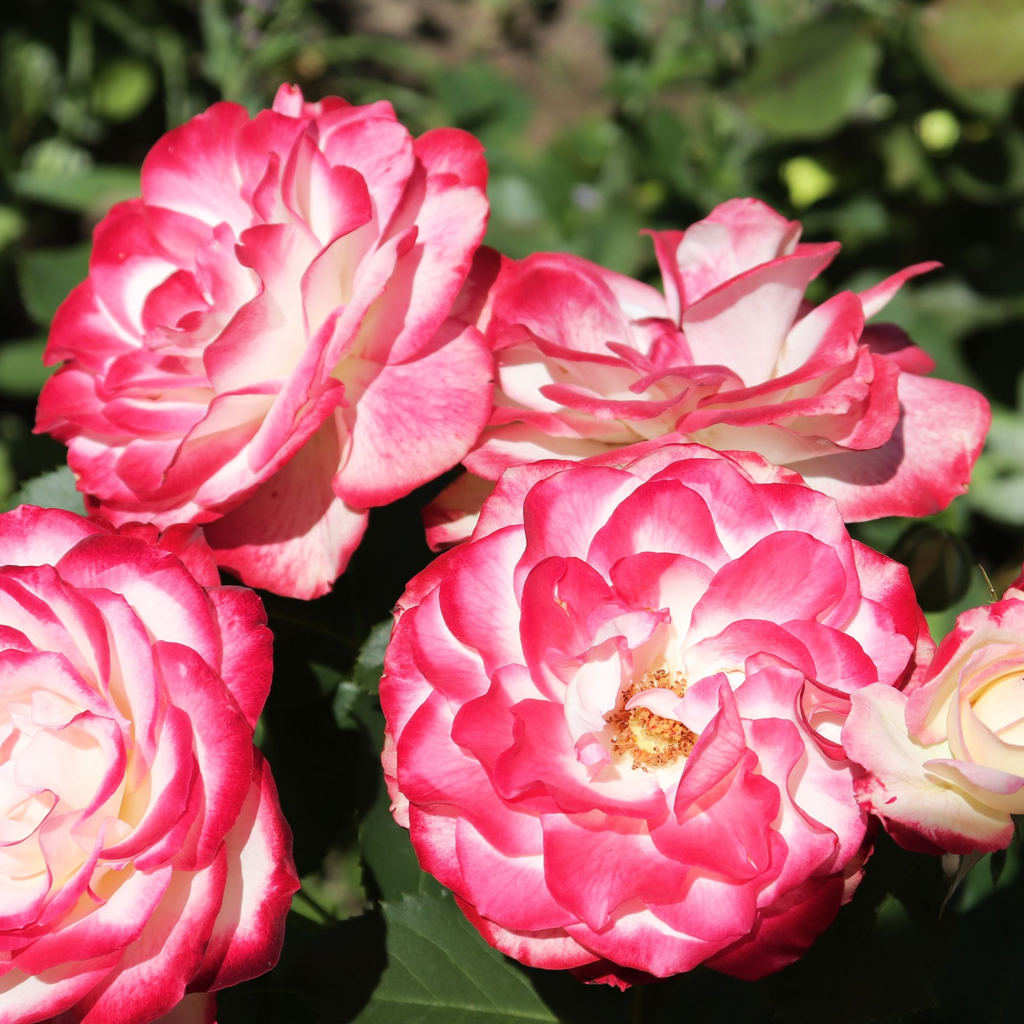 Rosy Boom Mini Potted Rose 5L