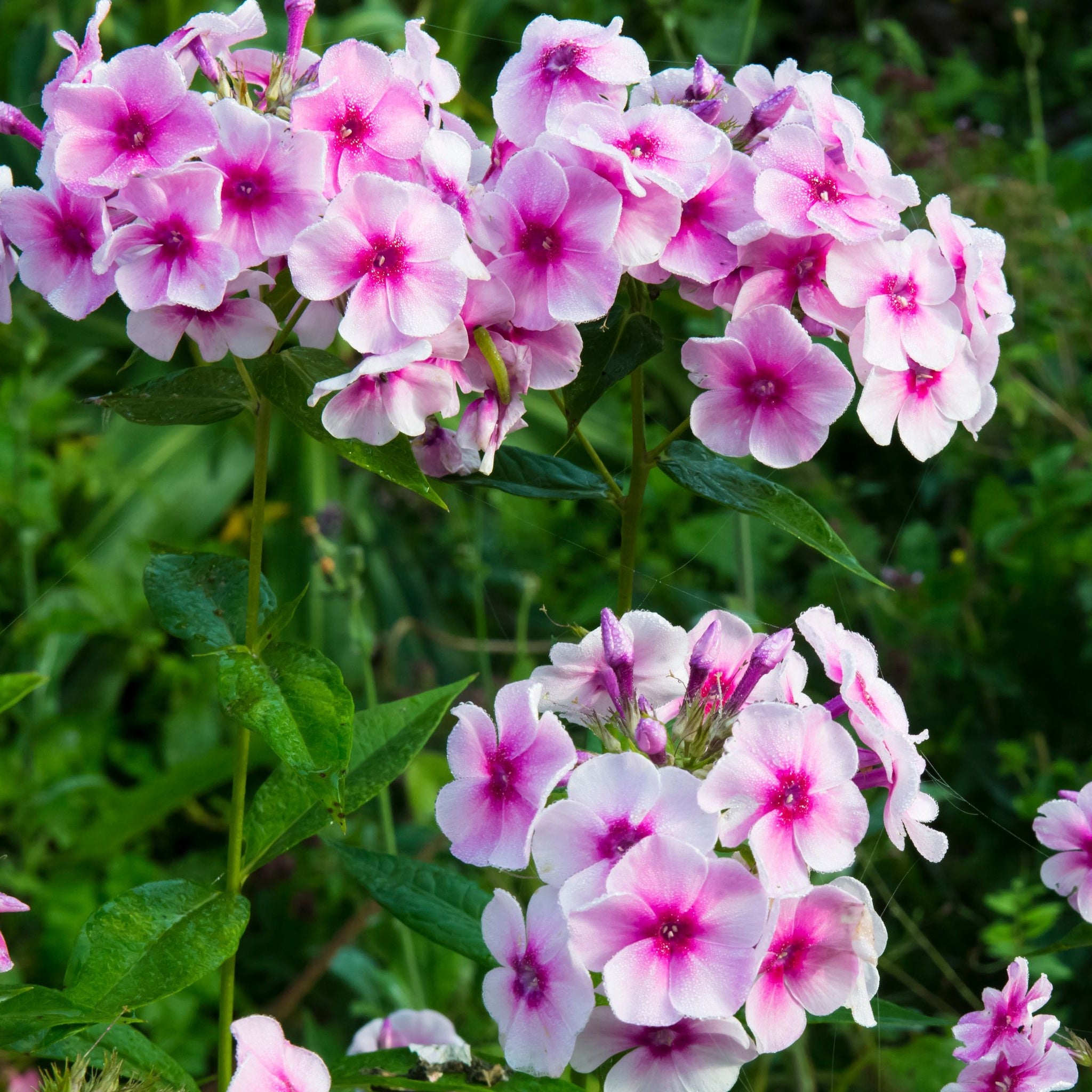 Phlox paniculata 'Bright Eyes' 9cm