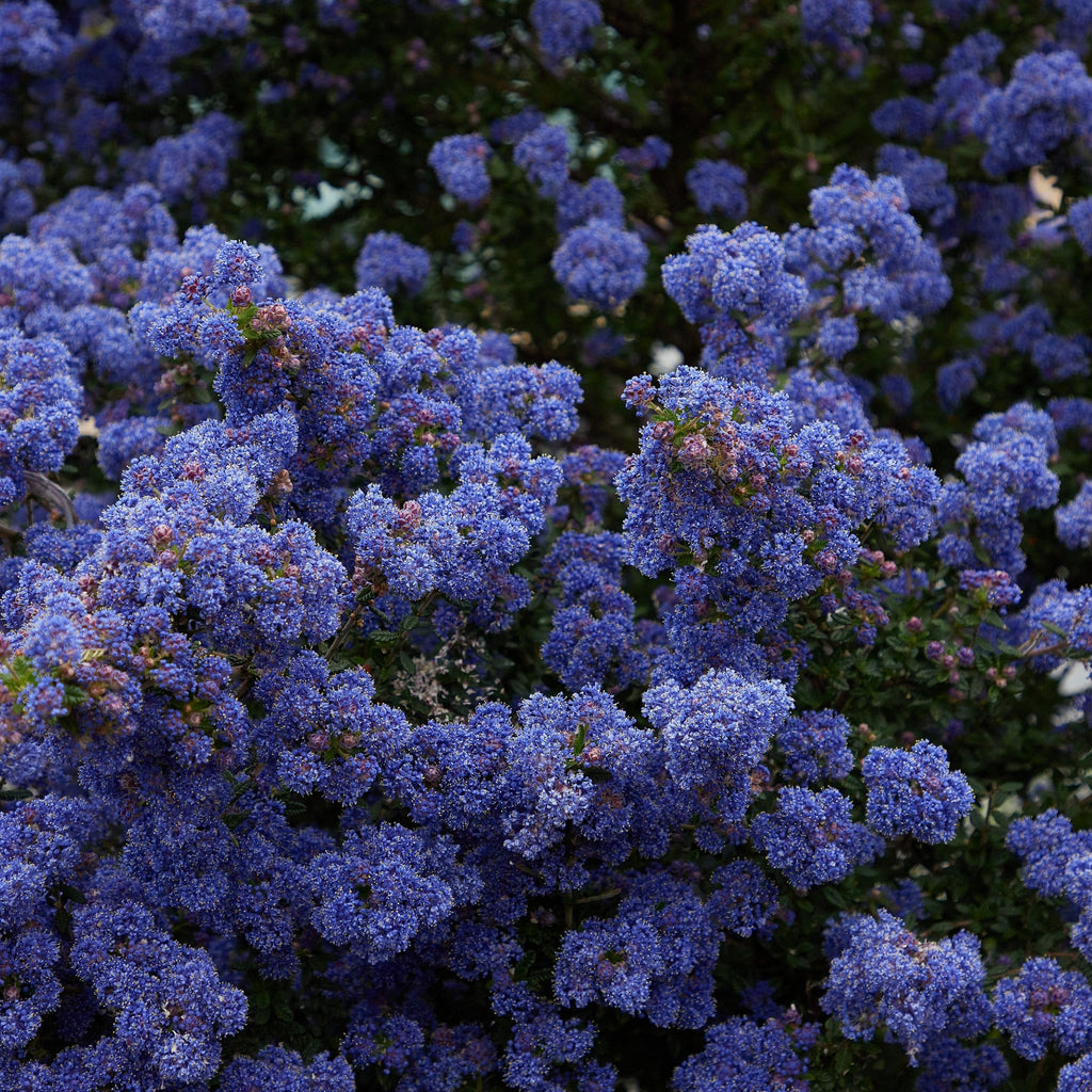 Ceanothus 'Blue Mound' 2L