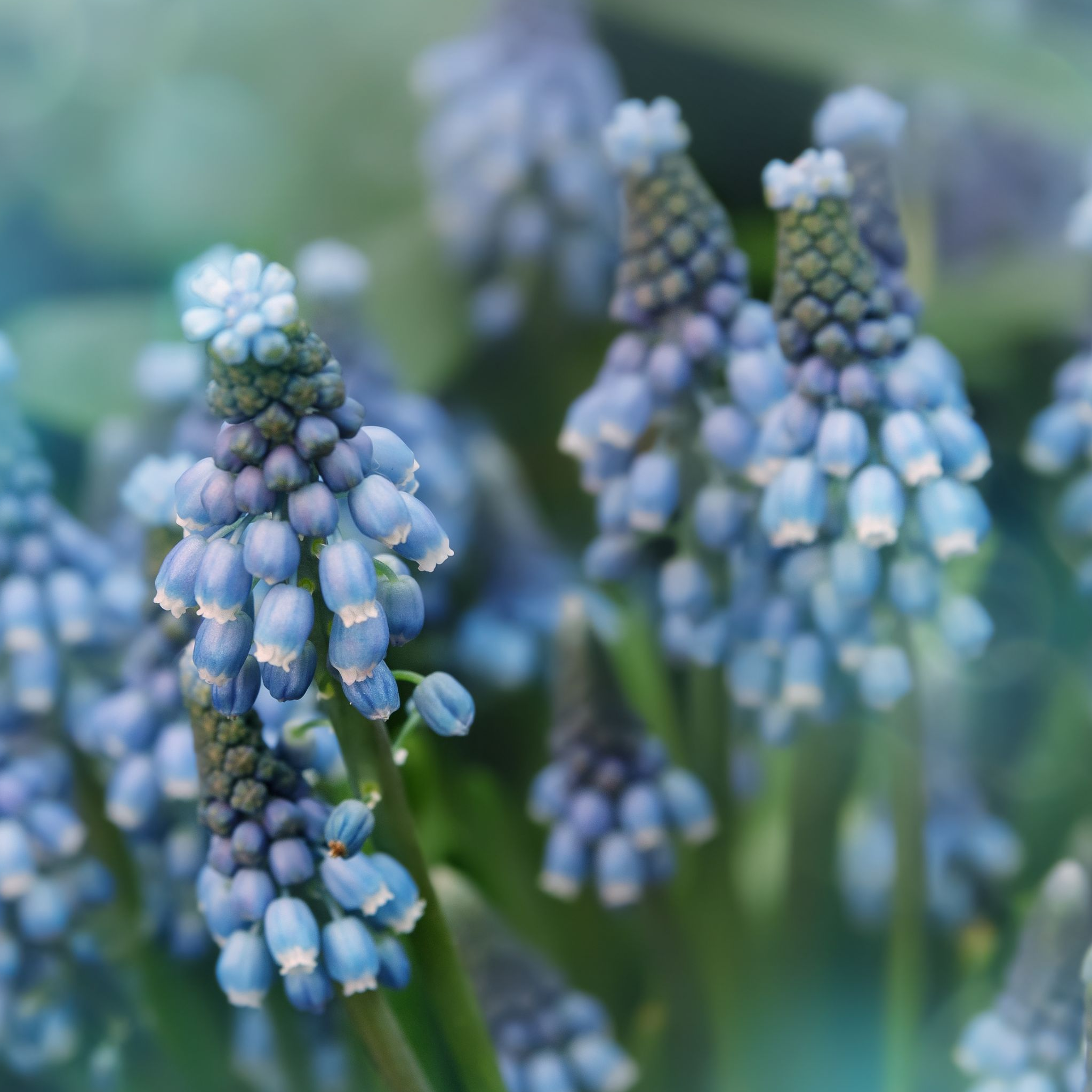 Muscari Blue Blends (40 Bulbs)