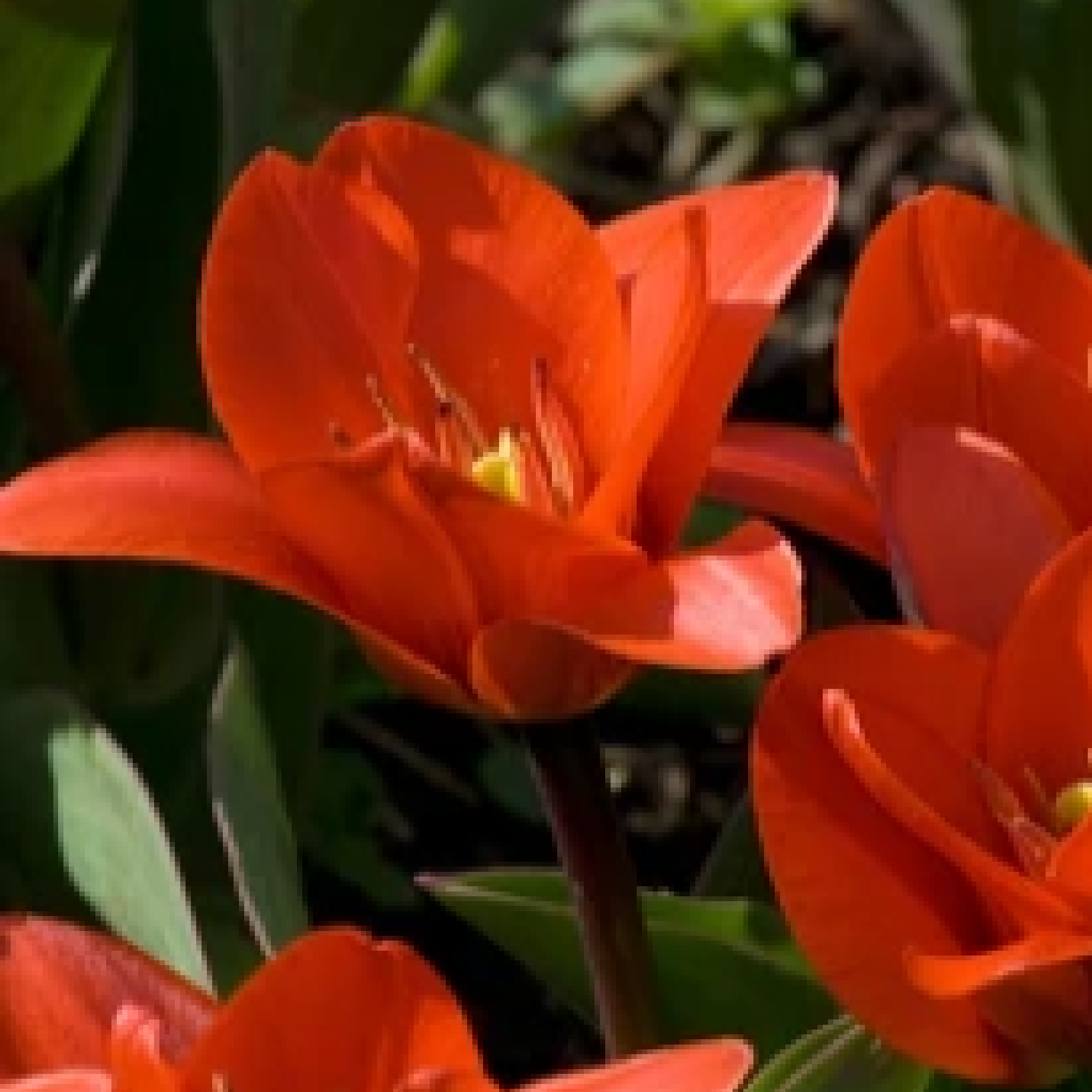Tulip 'Showwinner' (5 Bulbs)