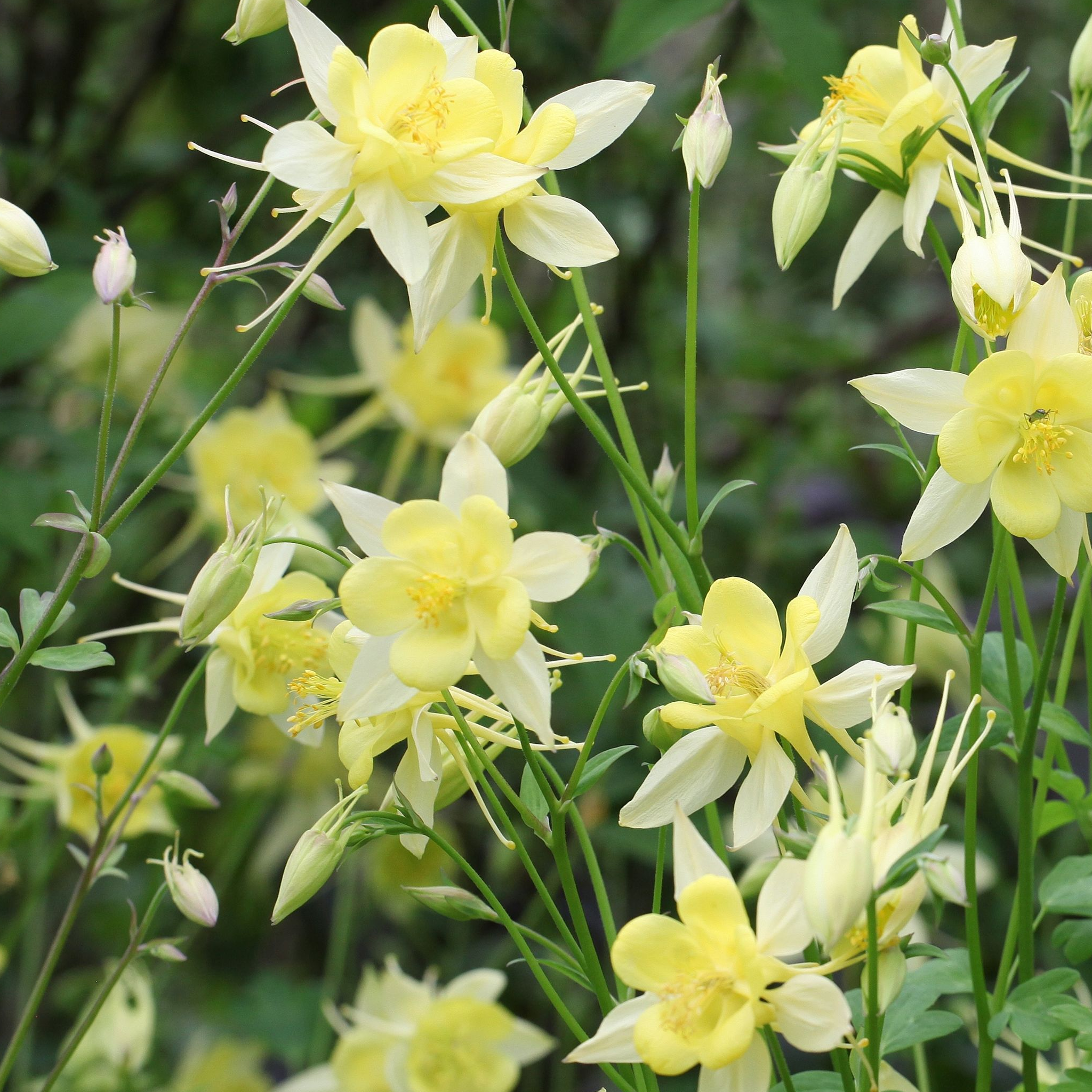 Aquilegia 'Yellow Star' 1L
