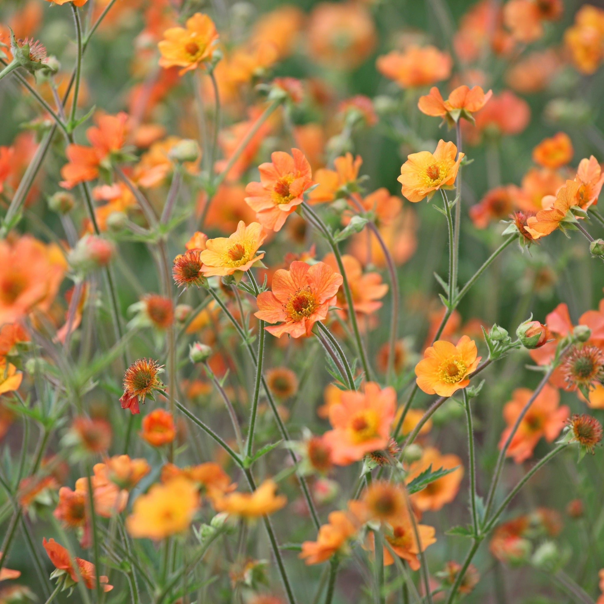 Geum 'Totally Tangerine' 2L